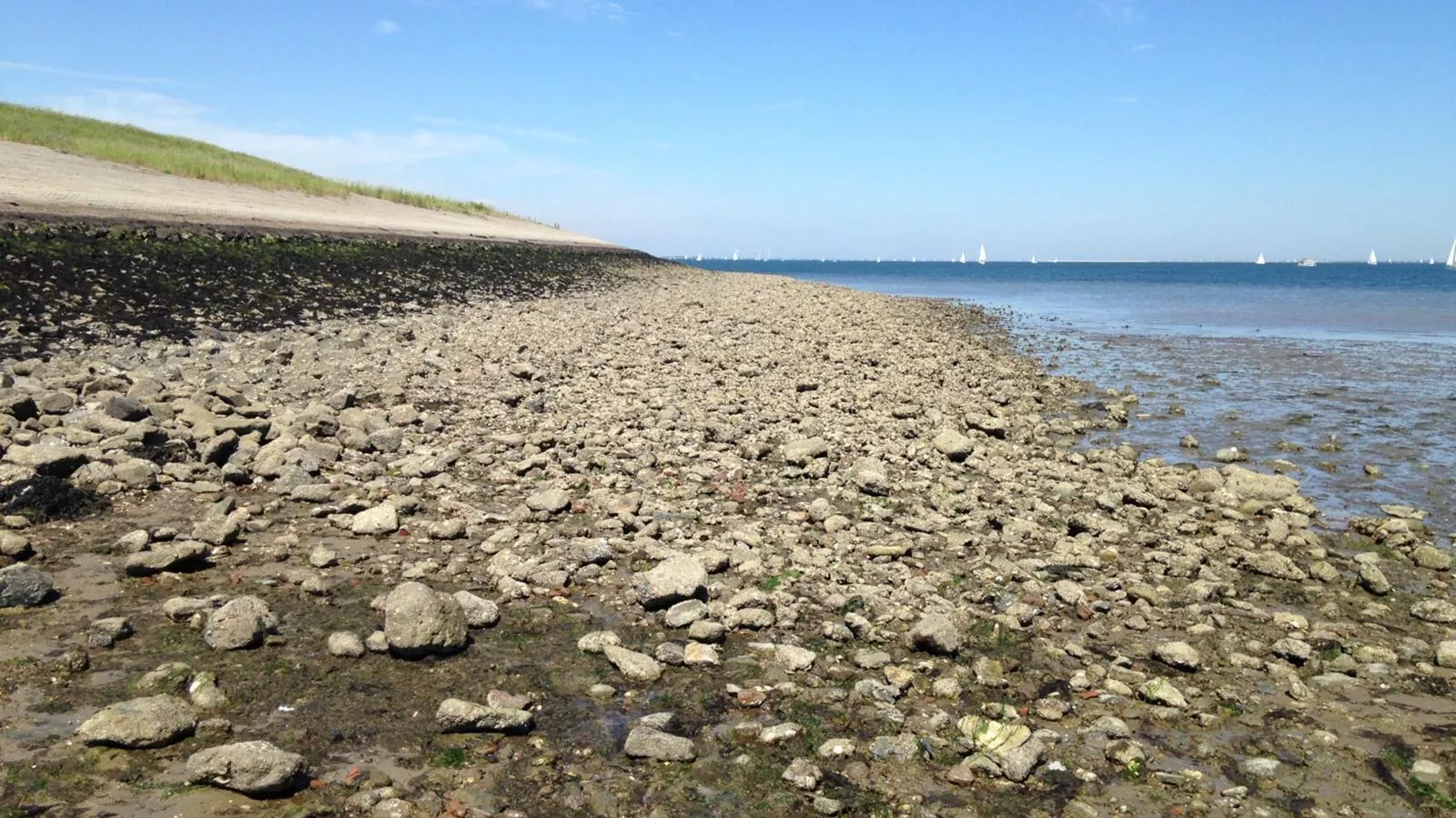 Vogeltrek-Gebieden zomer 1km