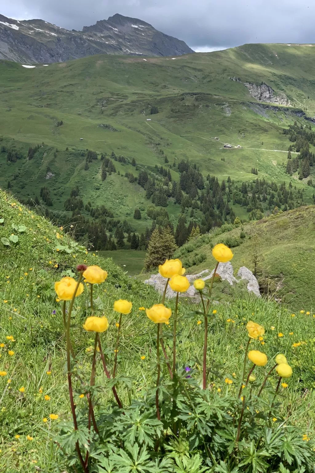 Meieli-Buiten