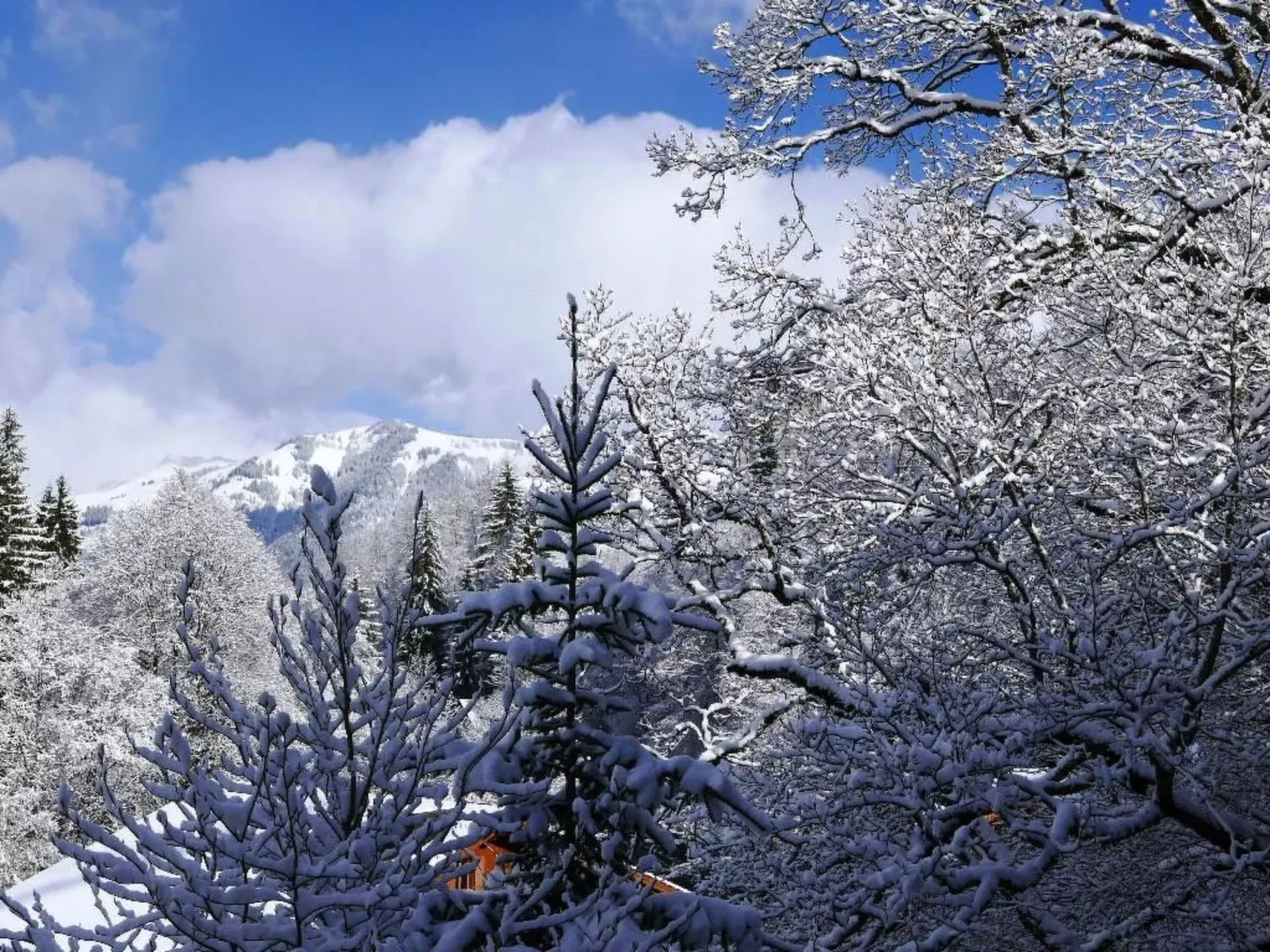 Tree-Tops, Chalet-Buiten