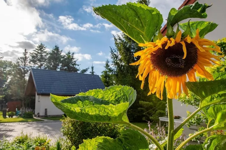 Domki wakacyjne na min 5 dób Domasławice-Tuinen zomer