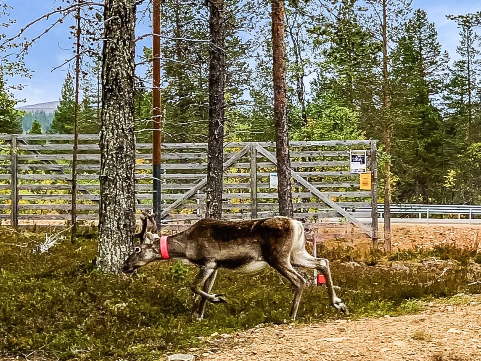 Haukka-Buiten