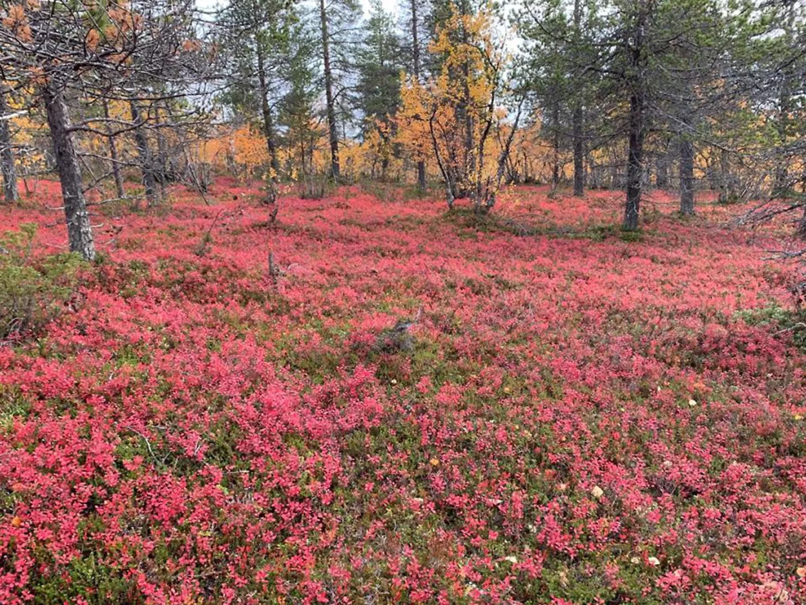 Kevätruska b-Buiten