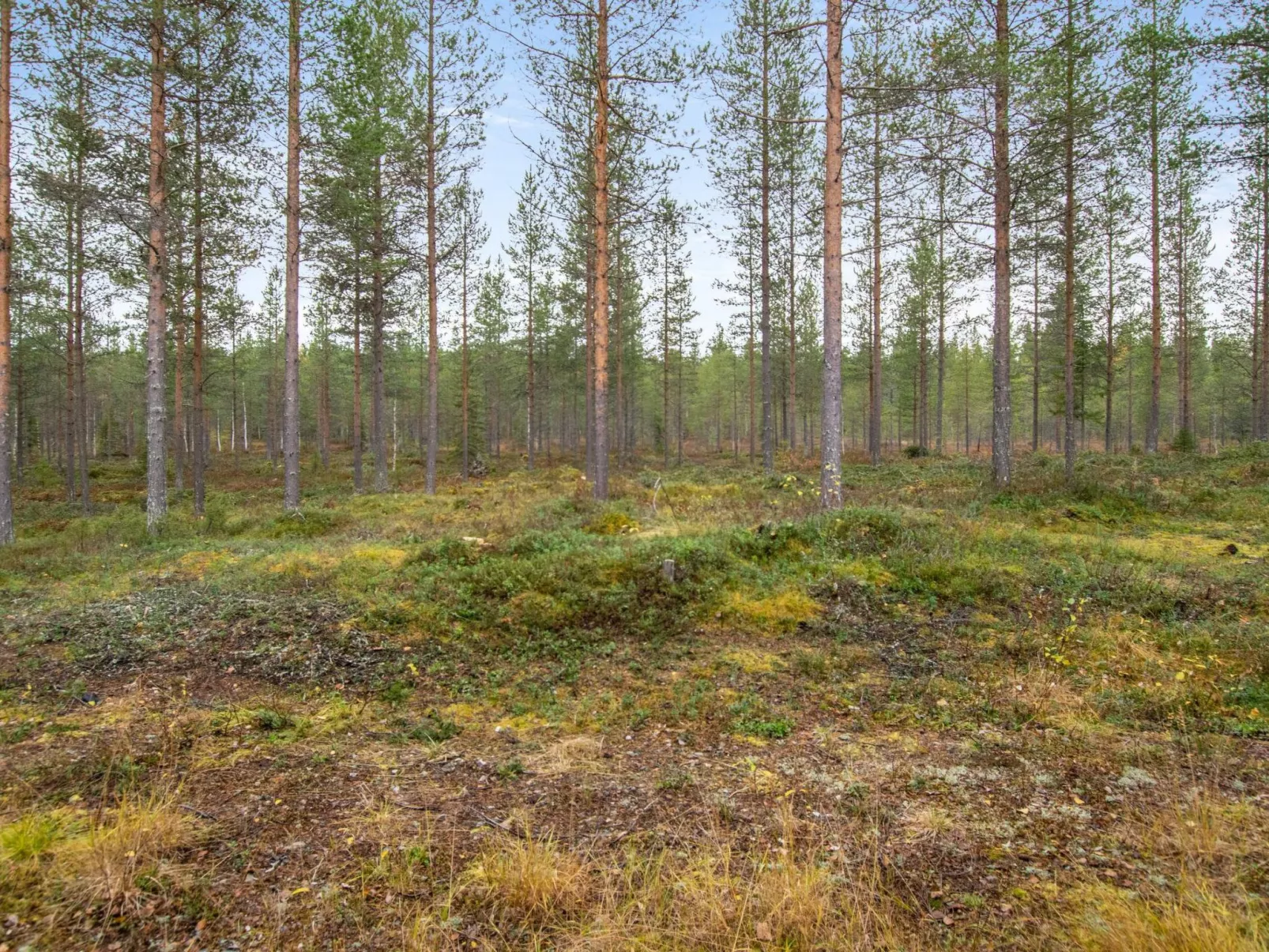 Kiimaselän hovi, kurkela-Buiten