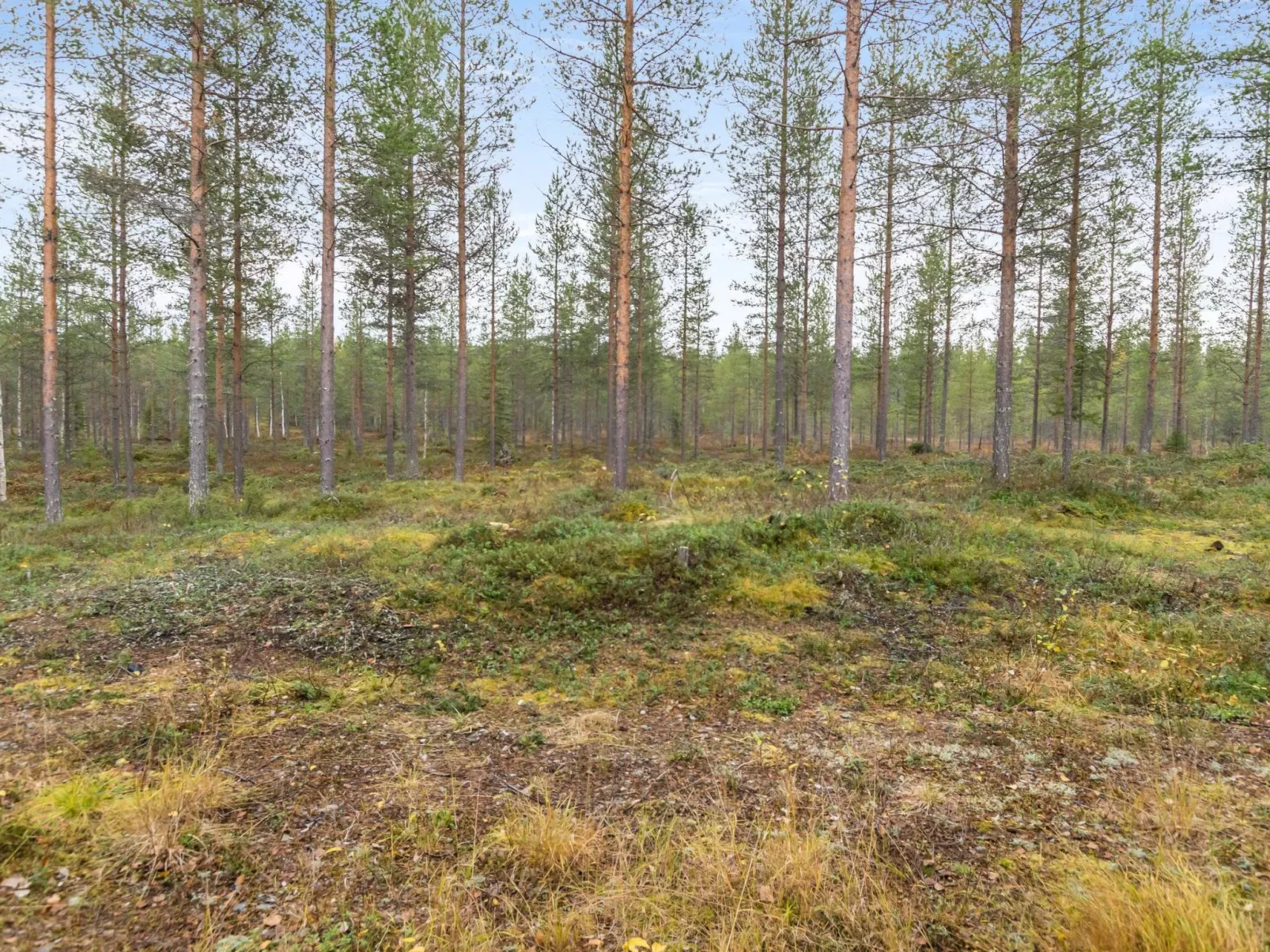 Kiimaselän hovi, kettula-Buiten