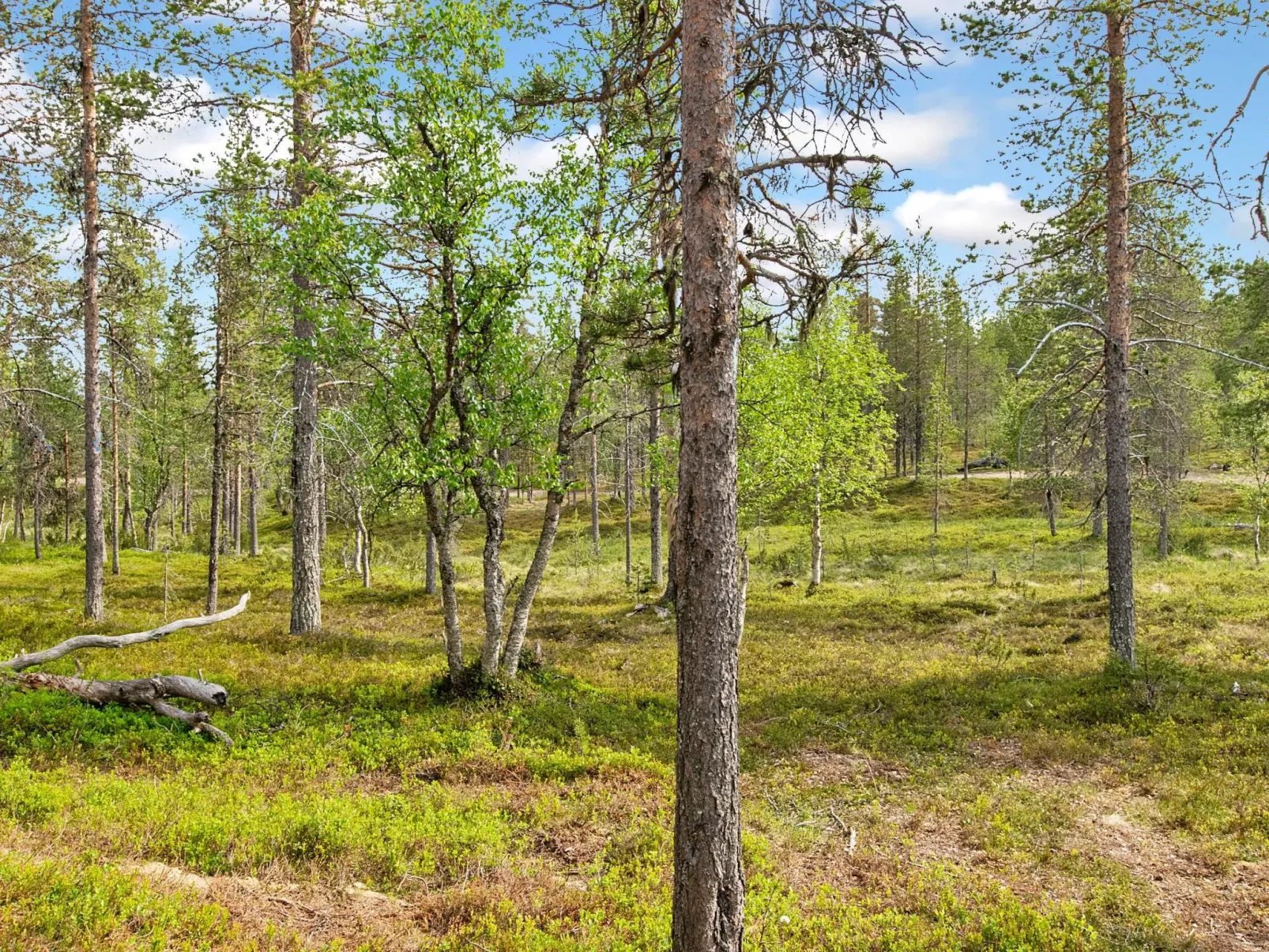 Saariselän waskooli a-Buiten