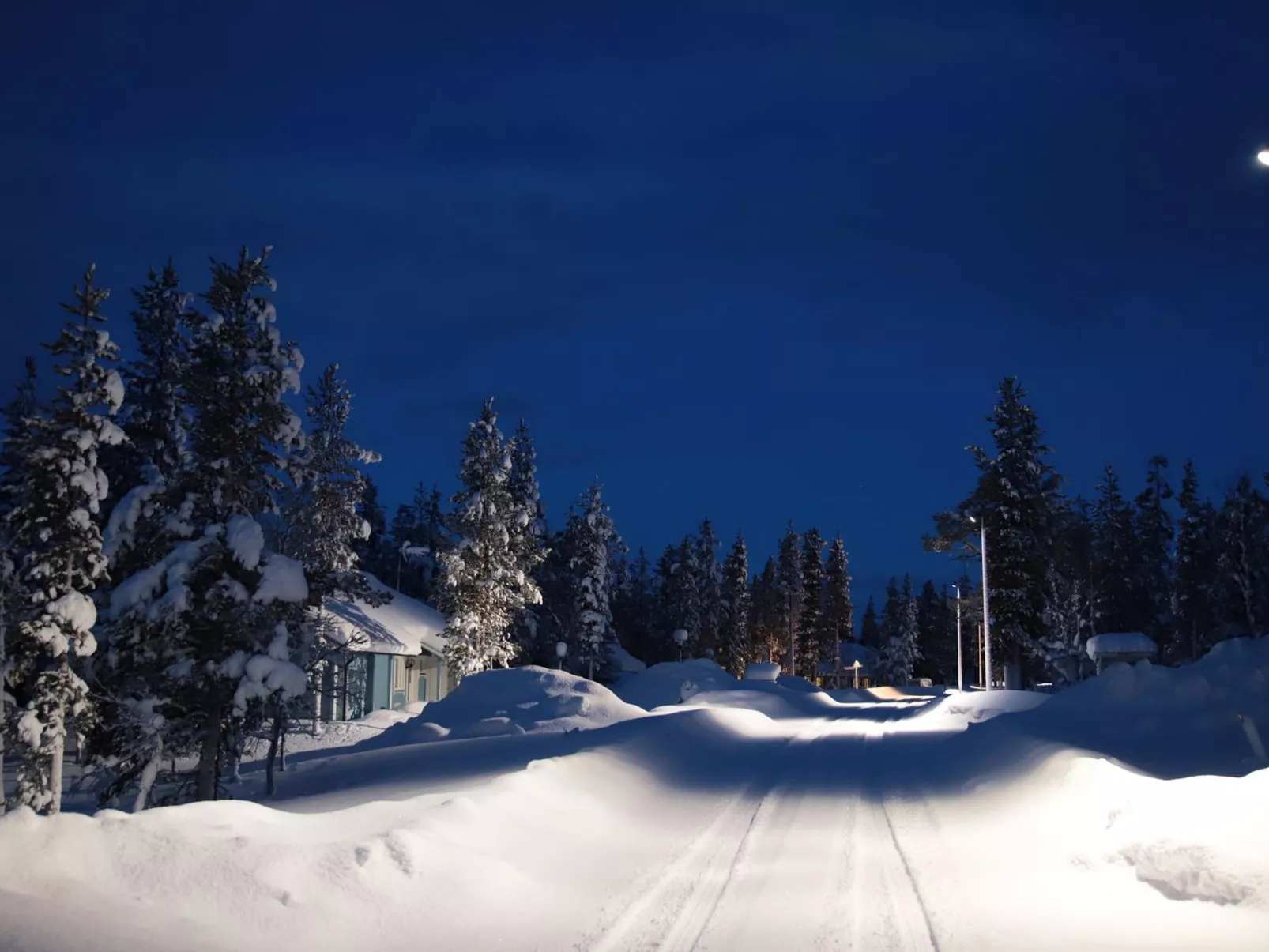 Tunturikoivu a1-Buiten