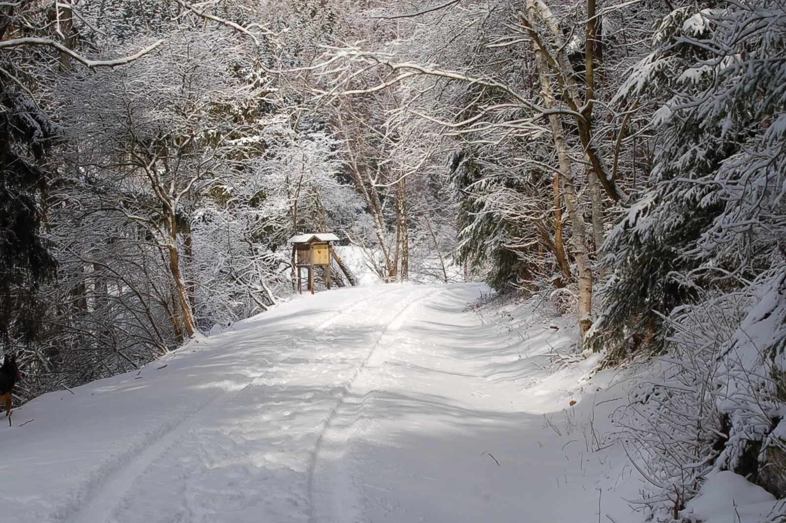 Ferienhaus in Hasselfelde - Haus 62 Blauvogel-Gebied winter 5km