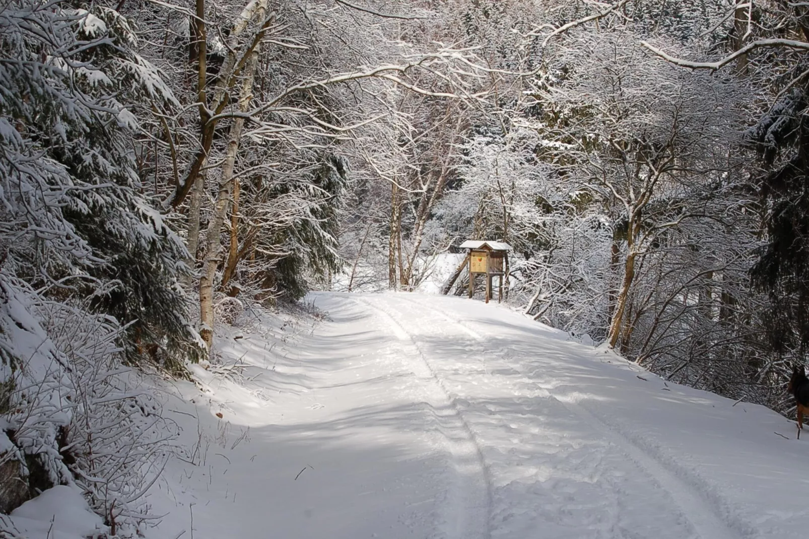 Ferienhaus in Hasselfelde - Haus 62 Blauvogel-Gebied winter 5km