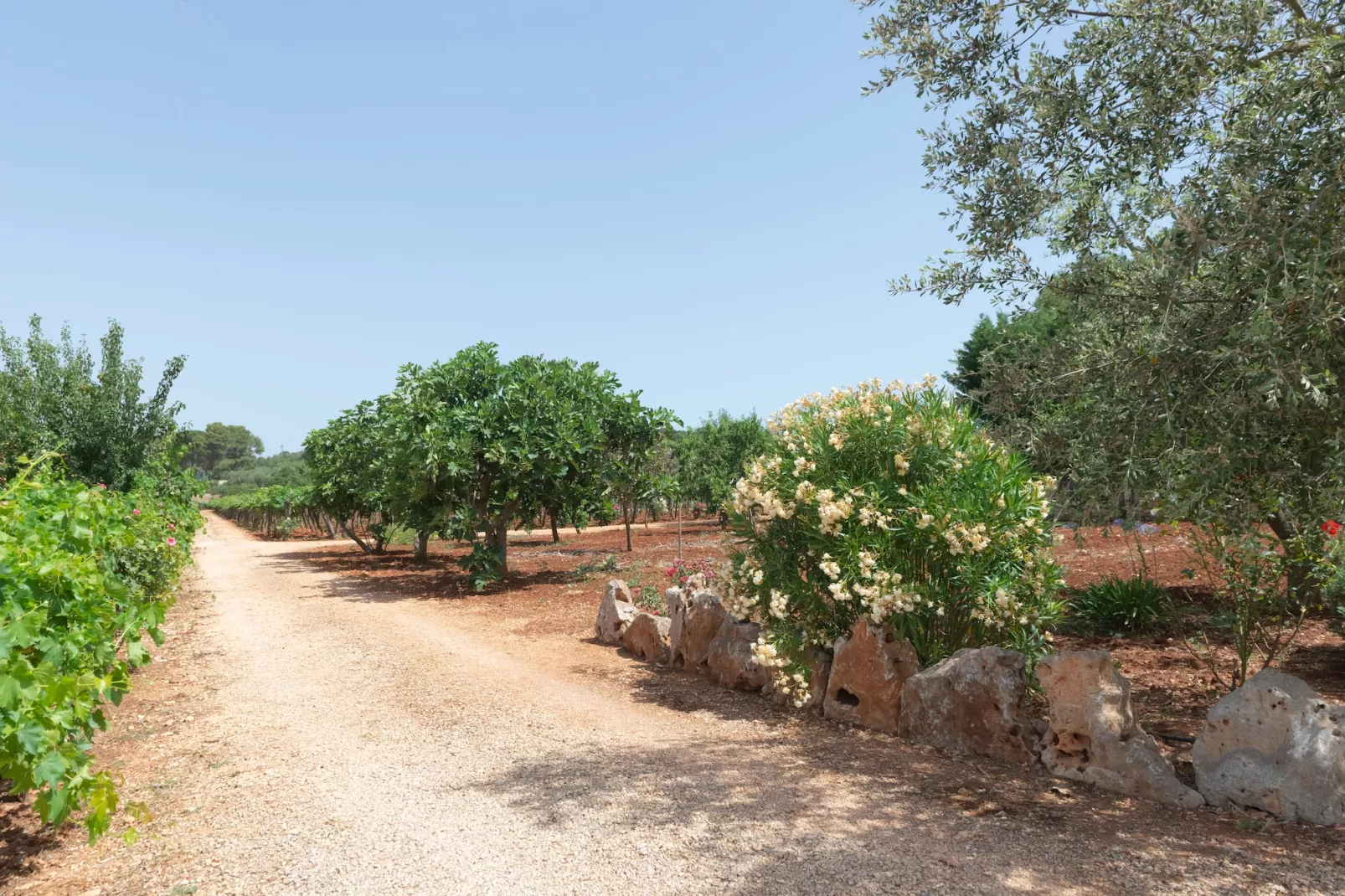 Trullo Filippo Ostuni-Tuinen zomer