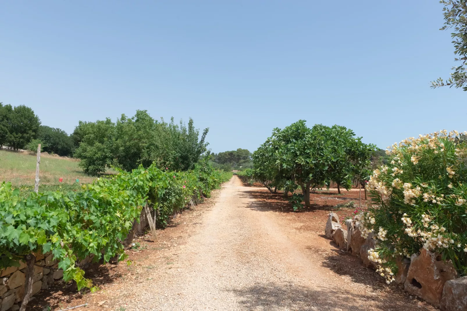 Trullo Filippo Ostuni-Tuinen zomer