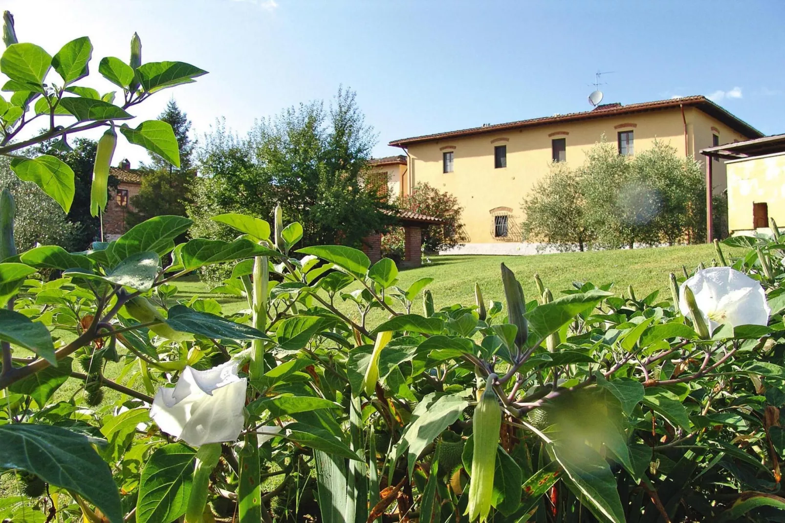 Agri-tourism Poggio al Sole Vinci Type Rosa di Bosco-Rosa di Bosco-Buitenkant zomer