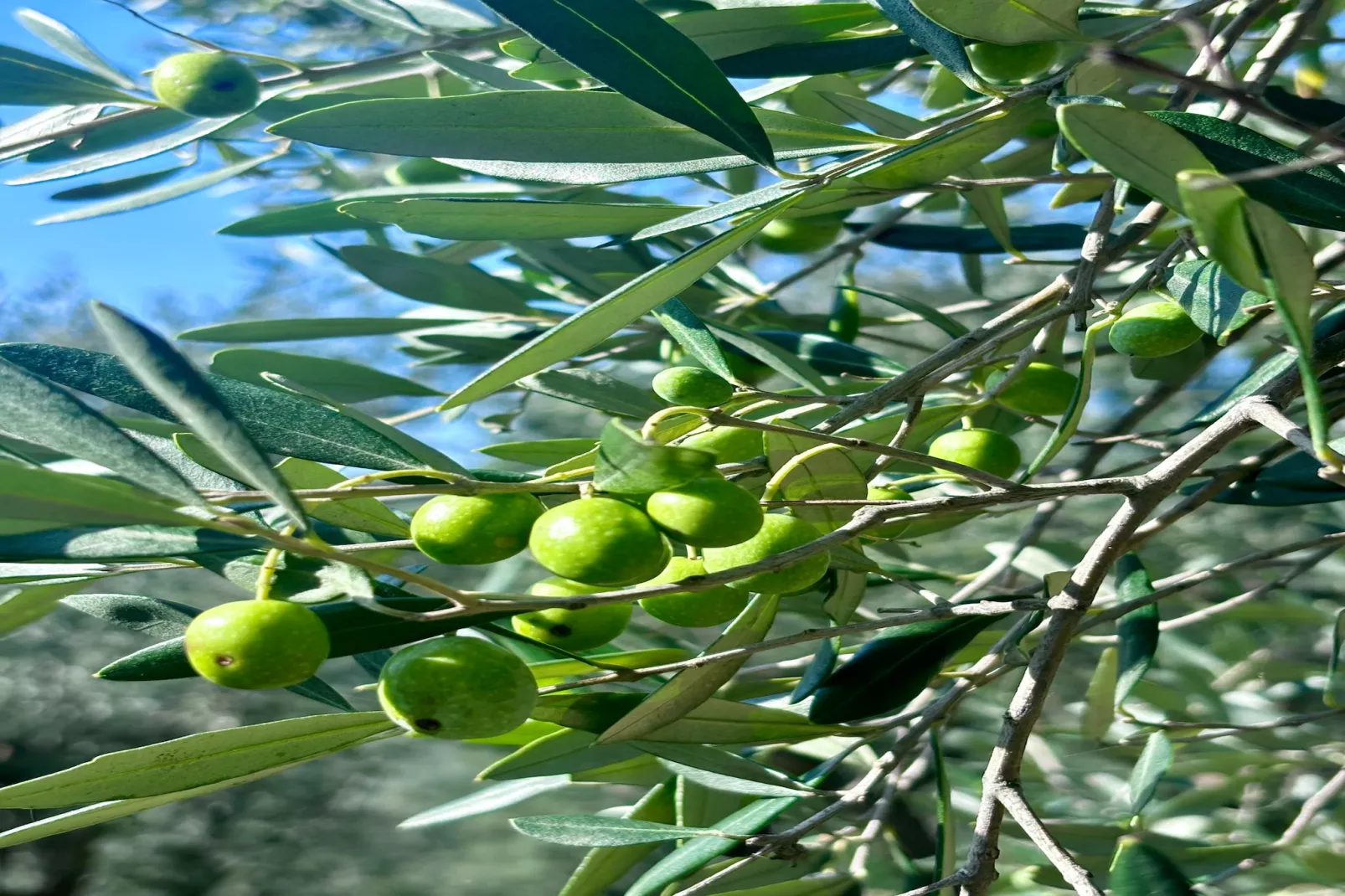 Tenuta del Serra-Sfeer