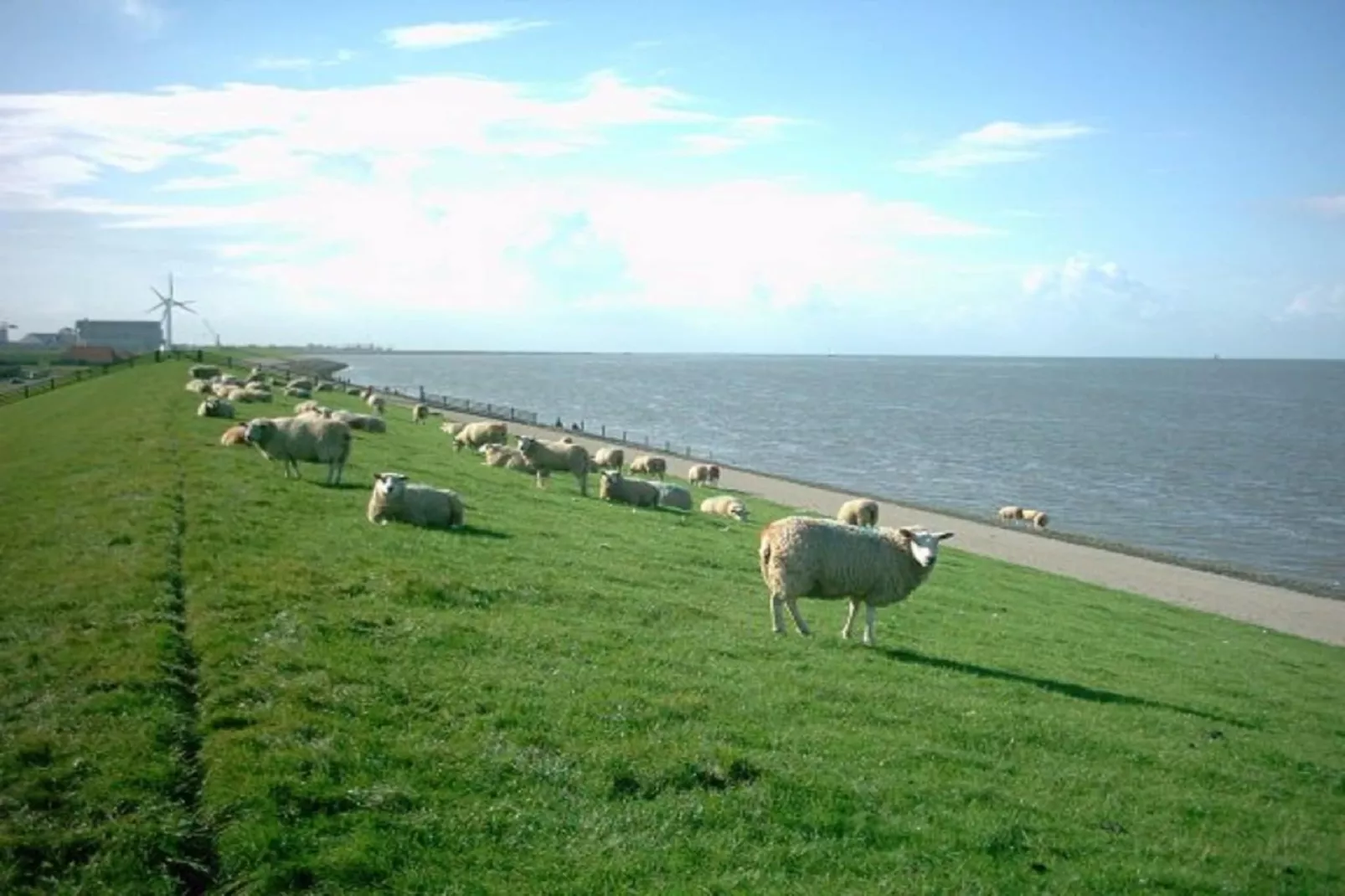 Bargereed 66-Gebieden zomer 5km