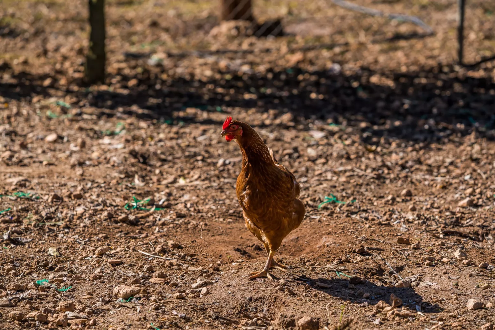 Finca Can Maria Costitx-Buitenlucht