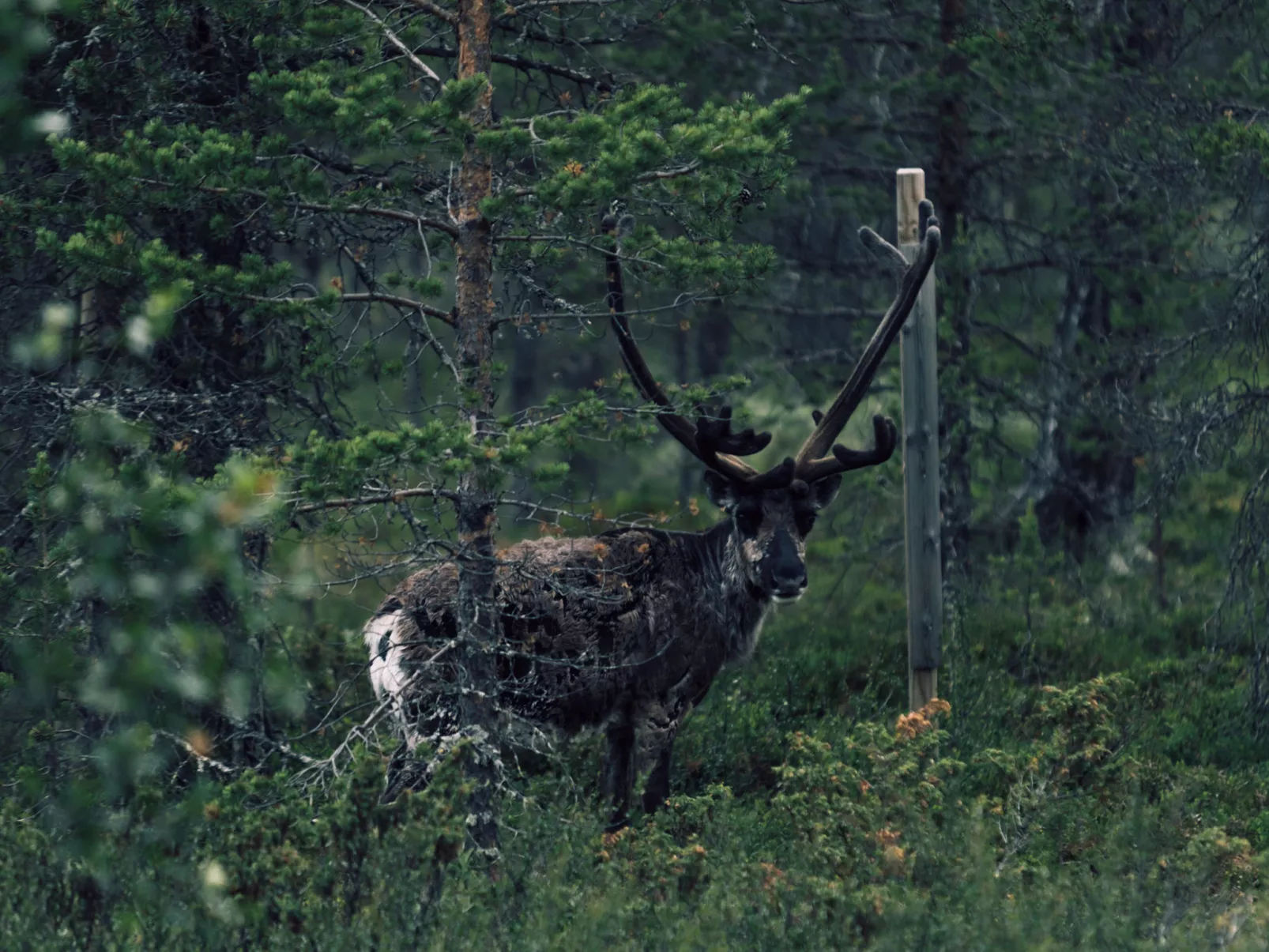 Tännäskröket Renstråket-Buiten