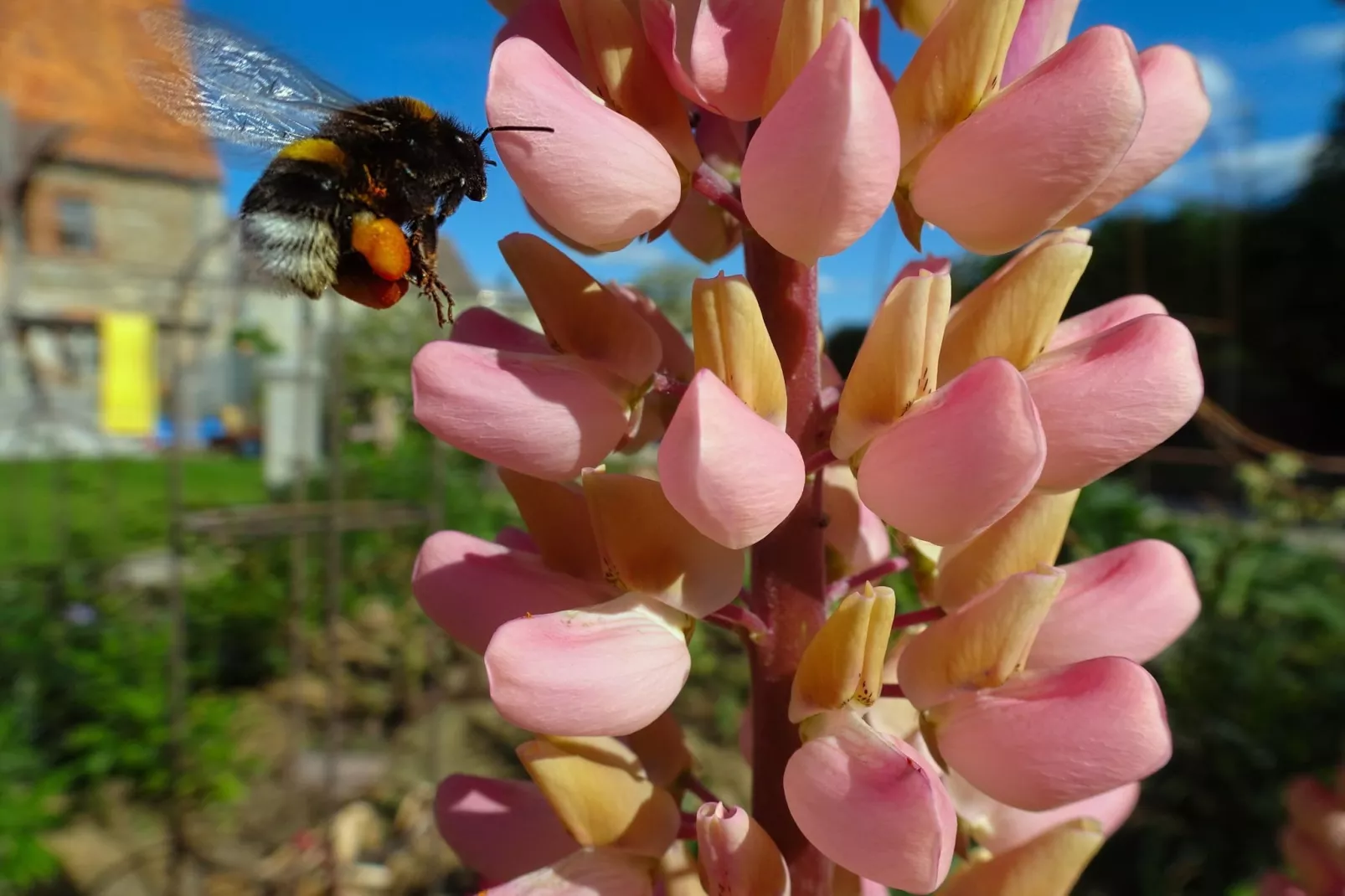 Ferienhaus in Hasselfelde - Haus 46 Blauvogel-Gebieden zomer 5km