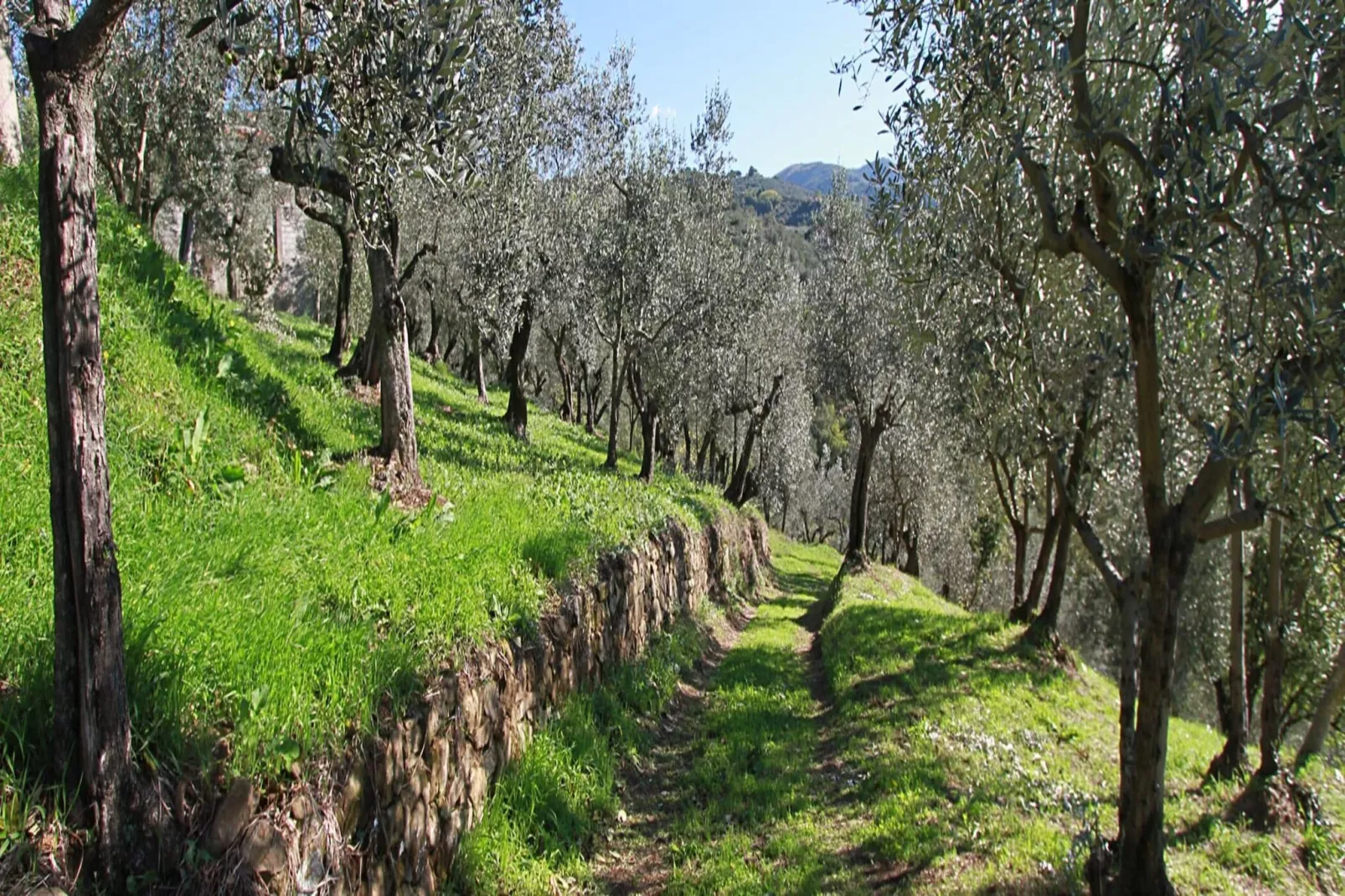 Agri-tourism Giugnano Poggio del Sole, Lamporecchio-2-Raum, Typ C, ca. 80 qm