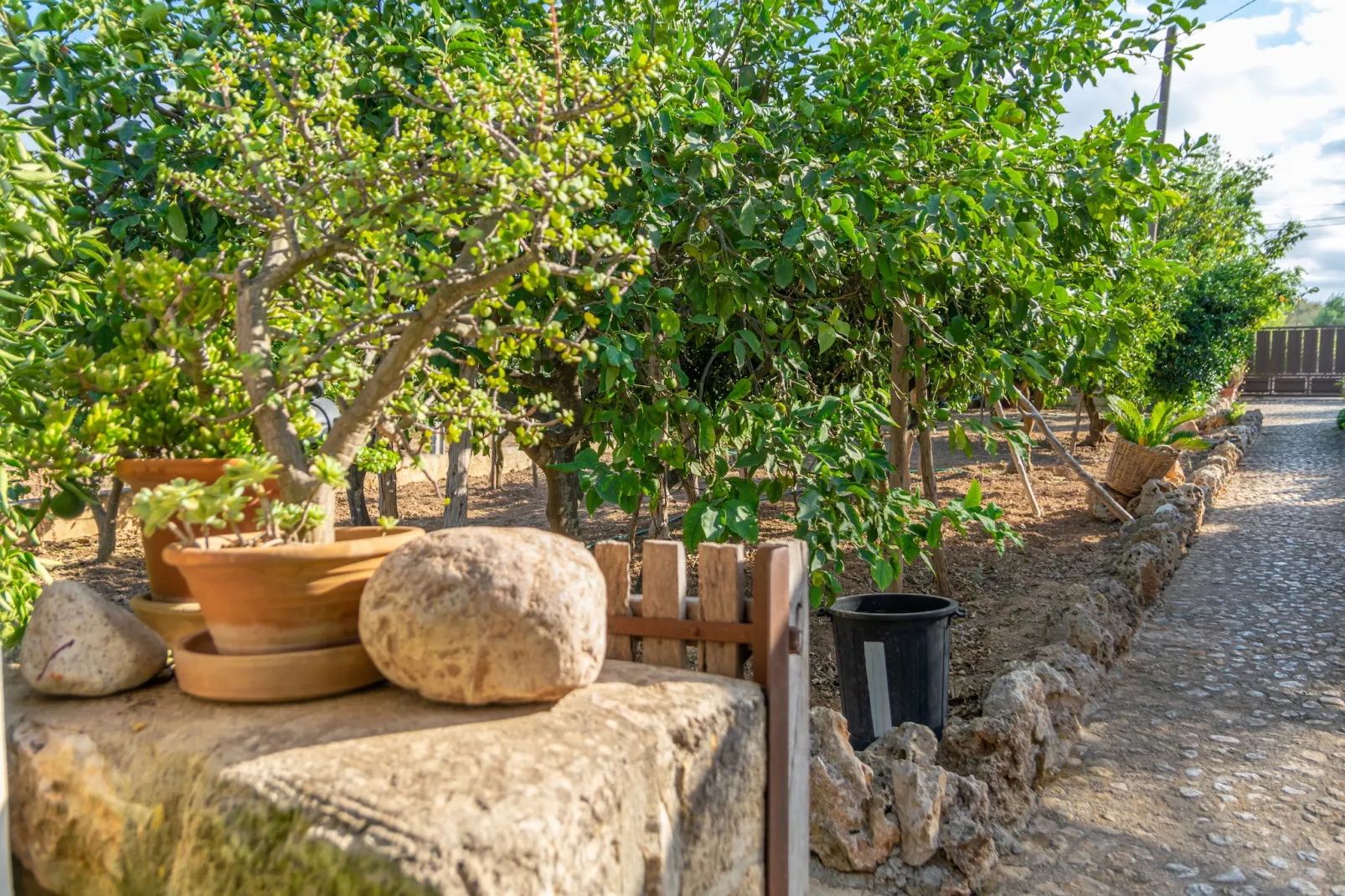 Finca Son Matginet 18-Buitenkant zomer