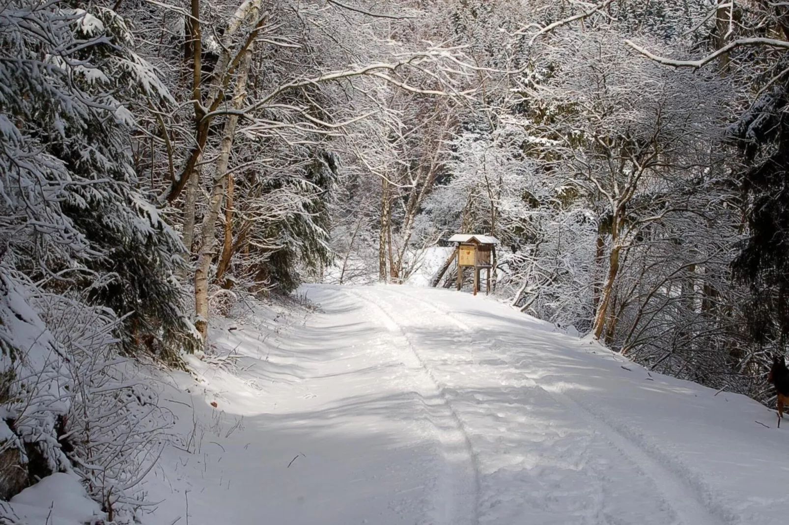 Ferienhaus in Hasselfelde - Haus 403 Auerhahn-Gebied winter 5km