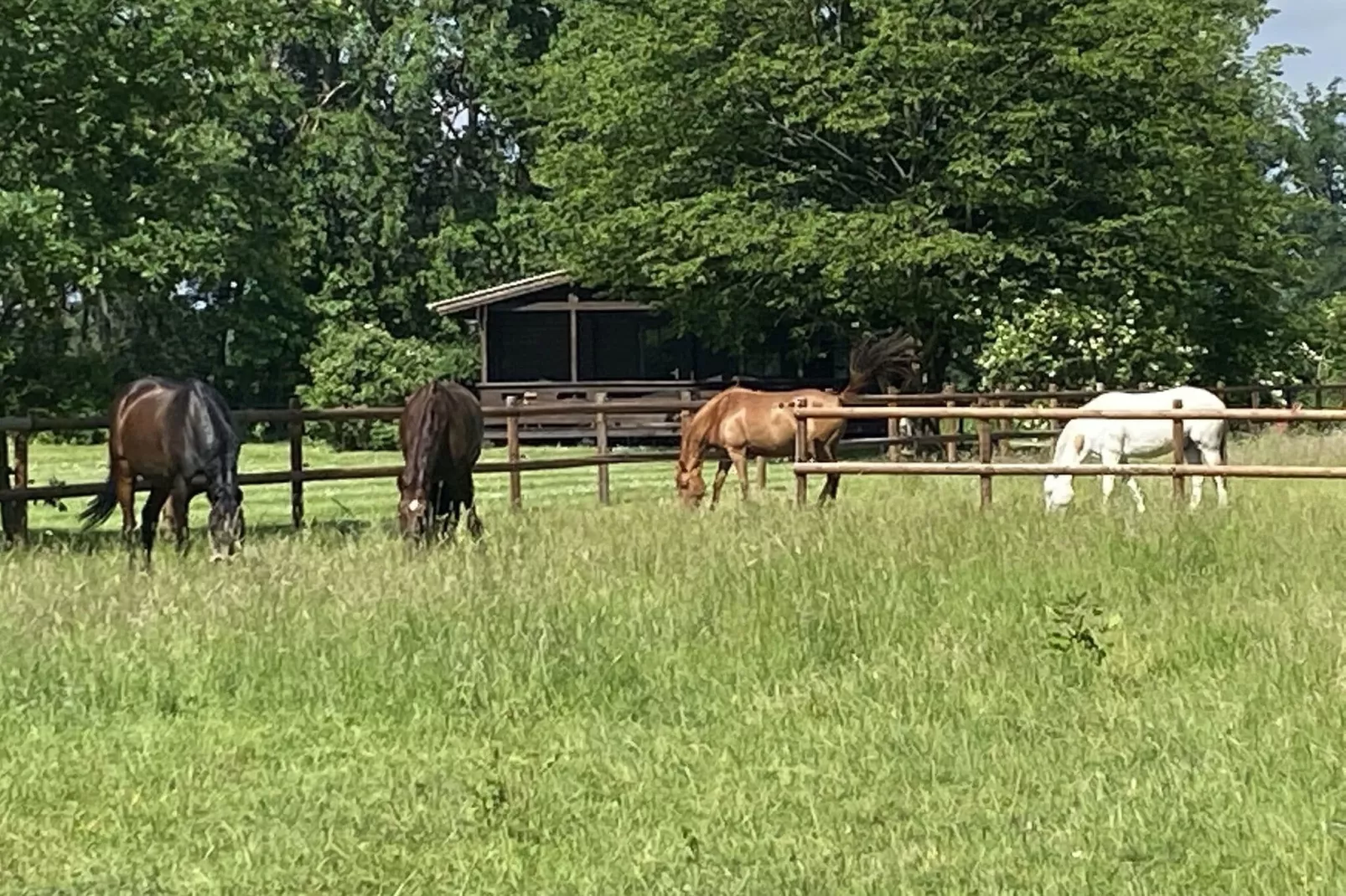 Lüneburger Heide-Tuinen zomer