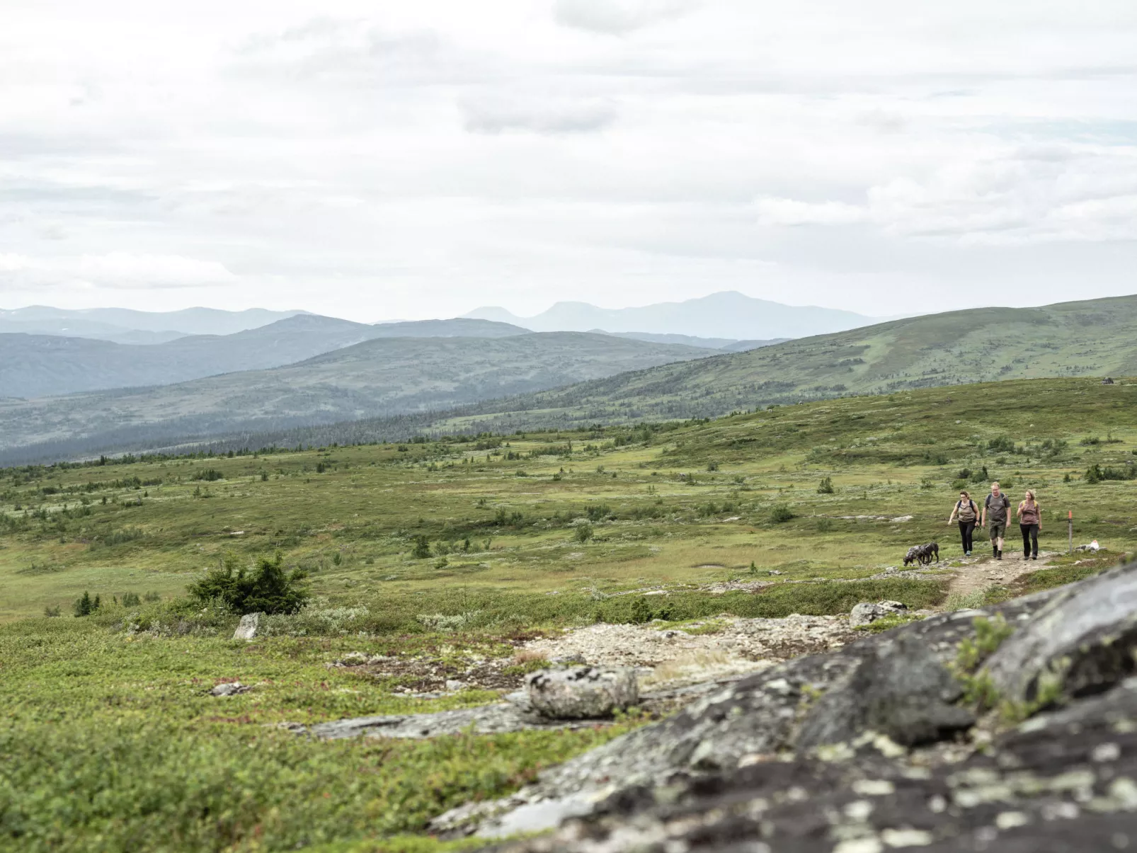 Trillevallen Fjällripan-Omgeving