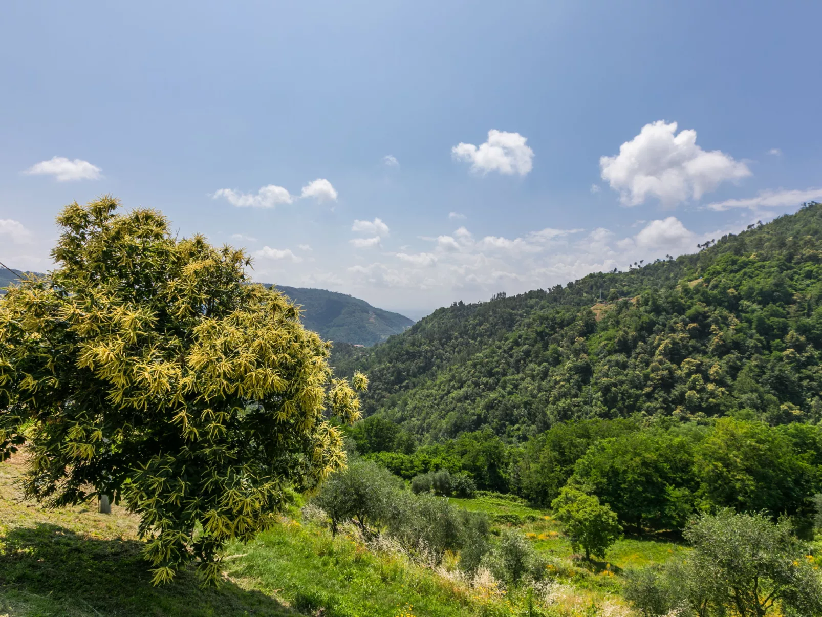 Podere Cima a Zano / Apt.Fienile PCA107-Buiten