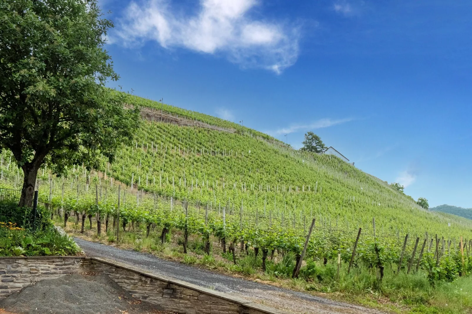 Radlerhof-Gebieden zomer 1km