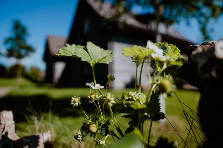 Ferienhaus Typ Premium Lodge 4 Personen-Tuinen zomer