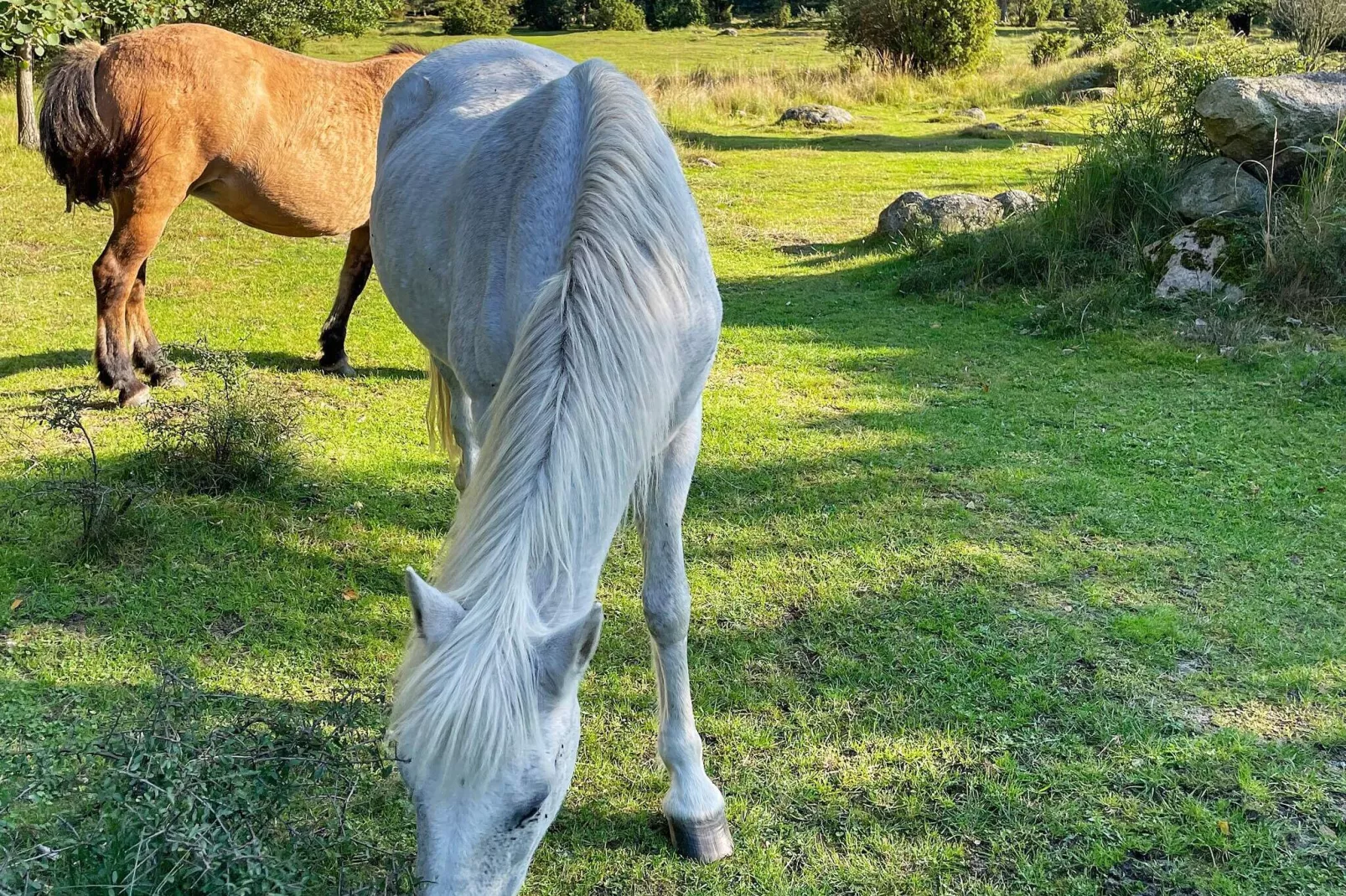 4 sterren vakantie huis in SÖLVESBORG-Buitenlucht