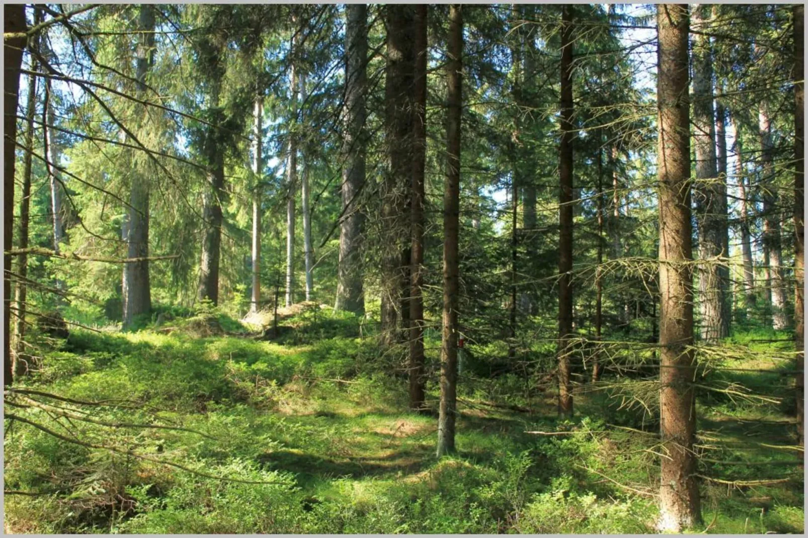 Tiny House Waldviertel