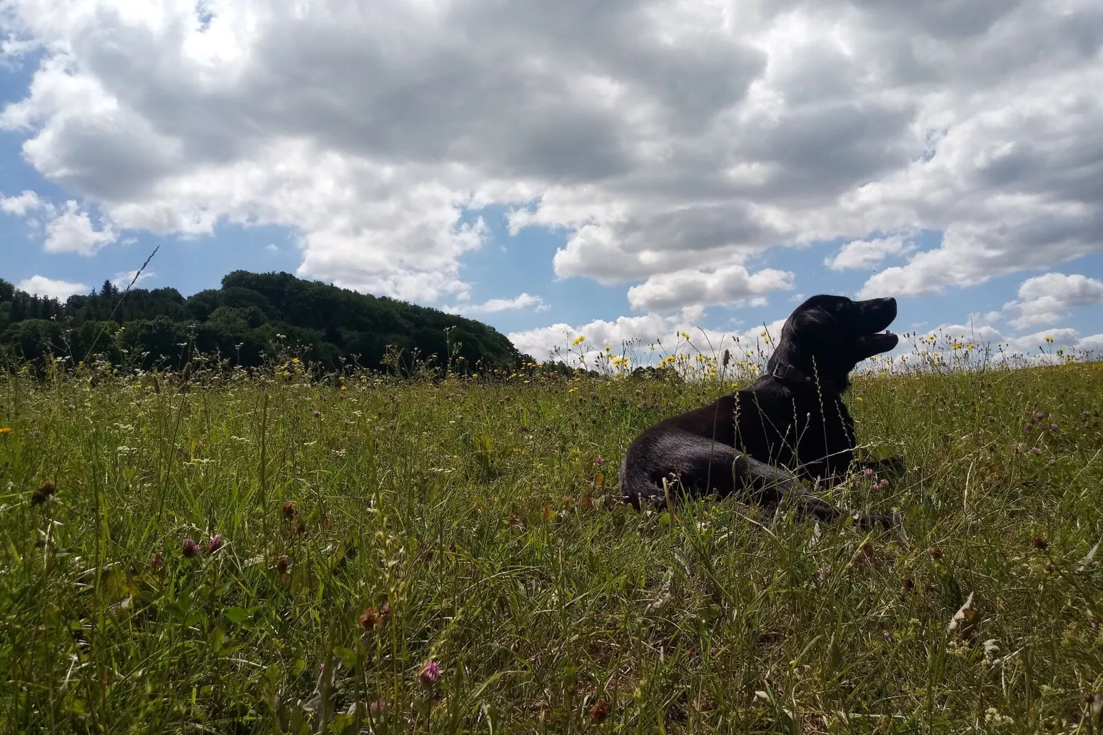 Hohe Rhön-Gebieden zomer 20km