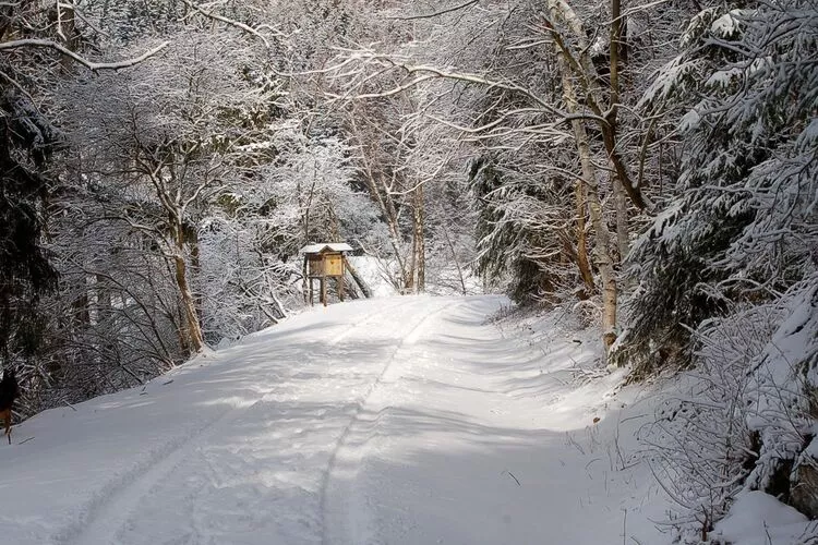 Ferienhaus in Hasselfelde - Haus 59 Blauvogel-Gebied winter 1km