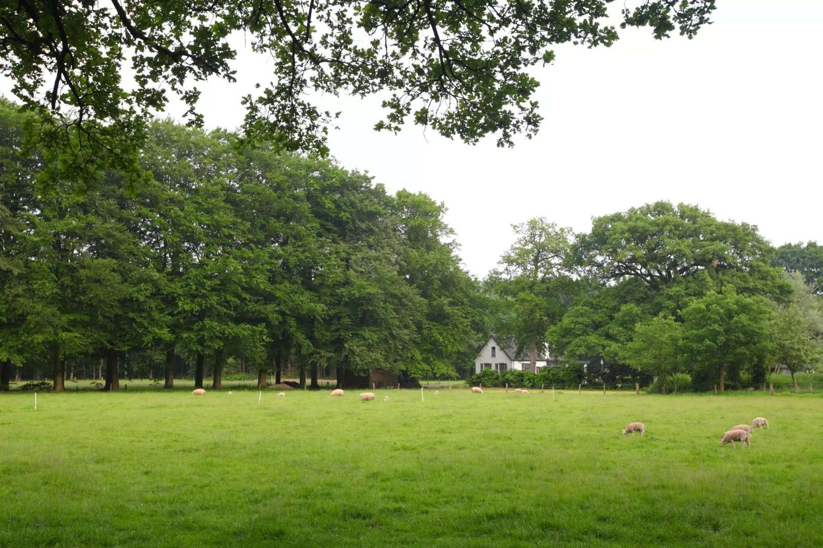 Bospark de Schaapskooi 10-Gebieden zomer 5km