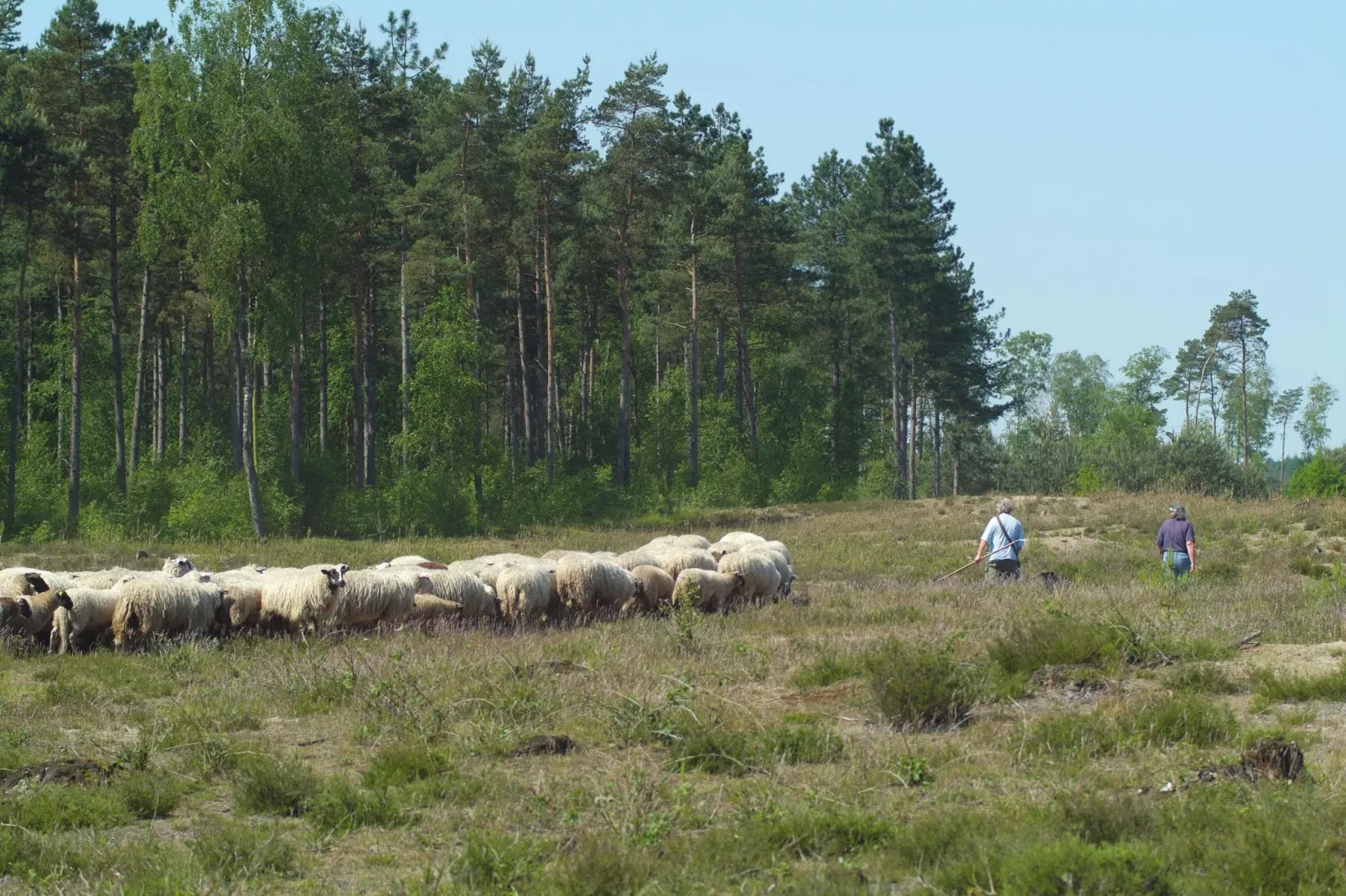 Bospark de Schaapskooi 10-Gebieden zomer 20km