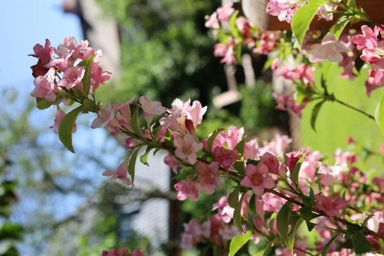 Kapteins Hüüs - ganzes Haus-Tuinen zomer