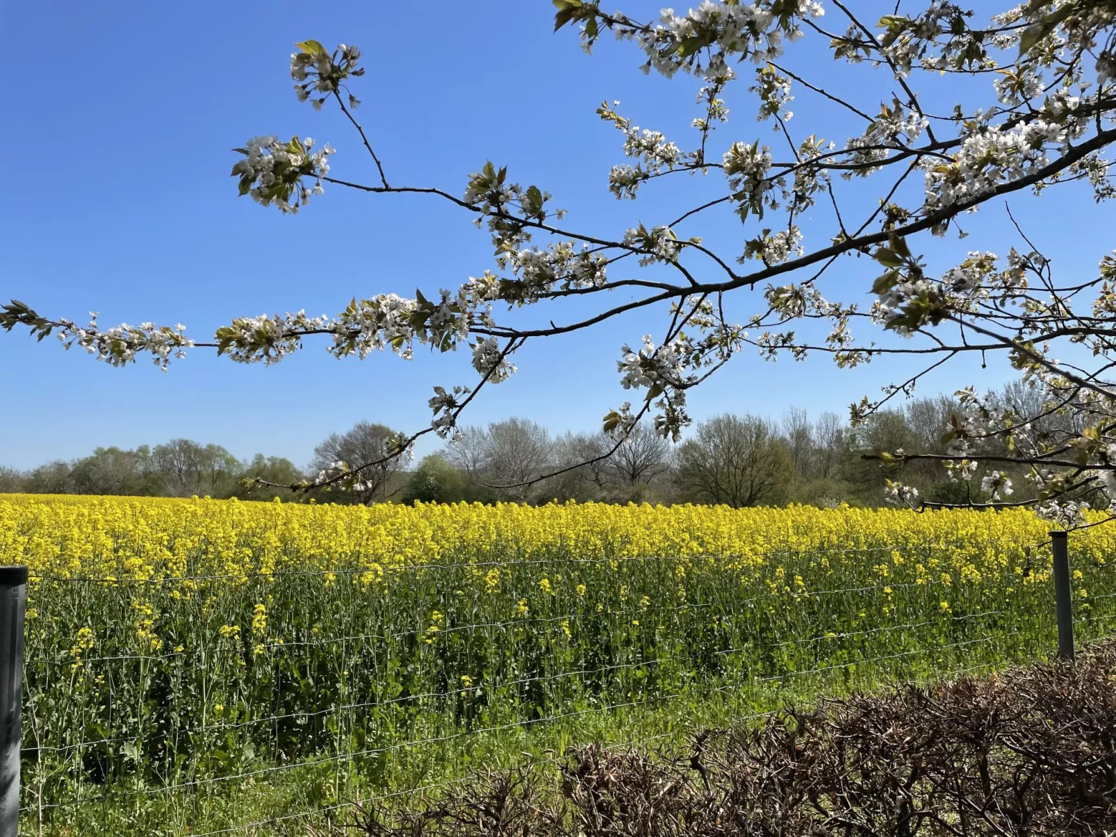 Tulpe-Buiten