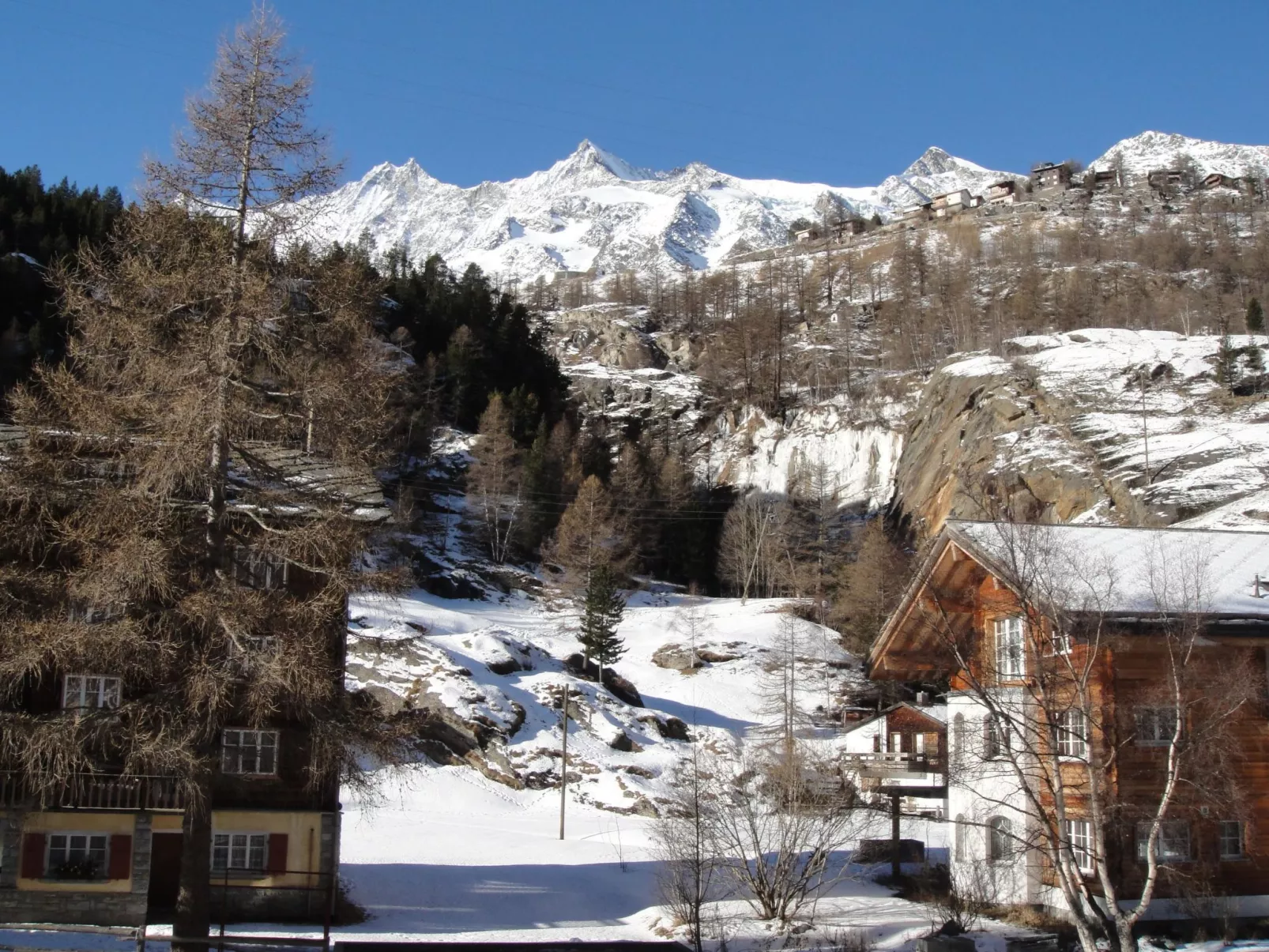 Alpenstern Distel-Buiten