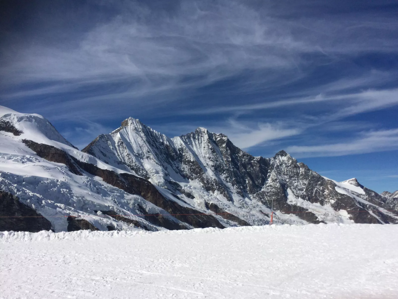 Alpenstern Distel-Buiten