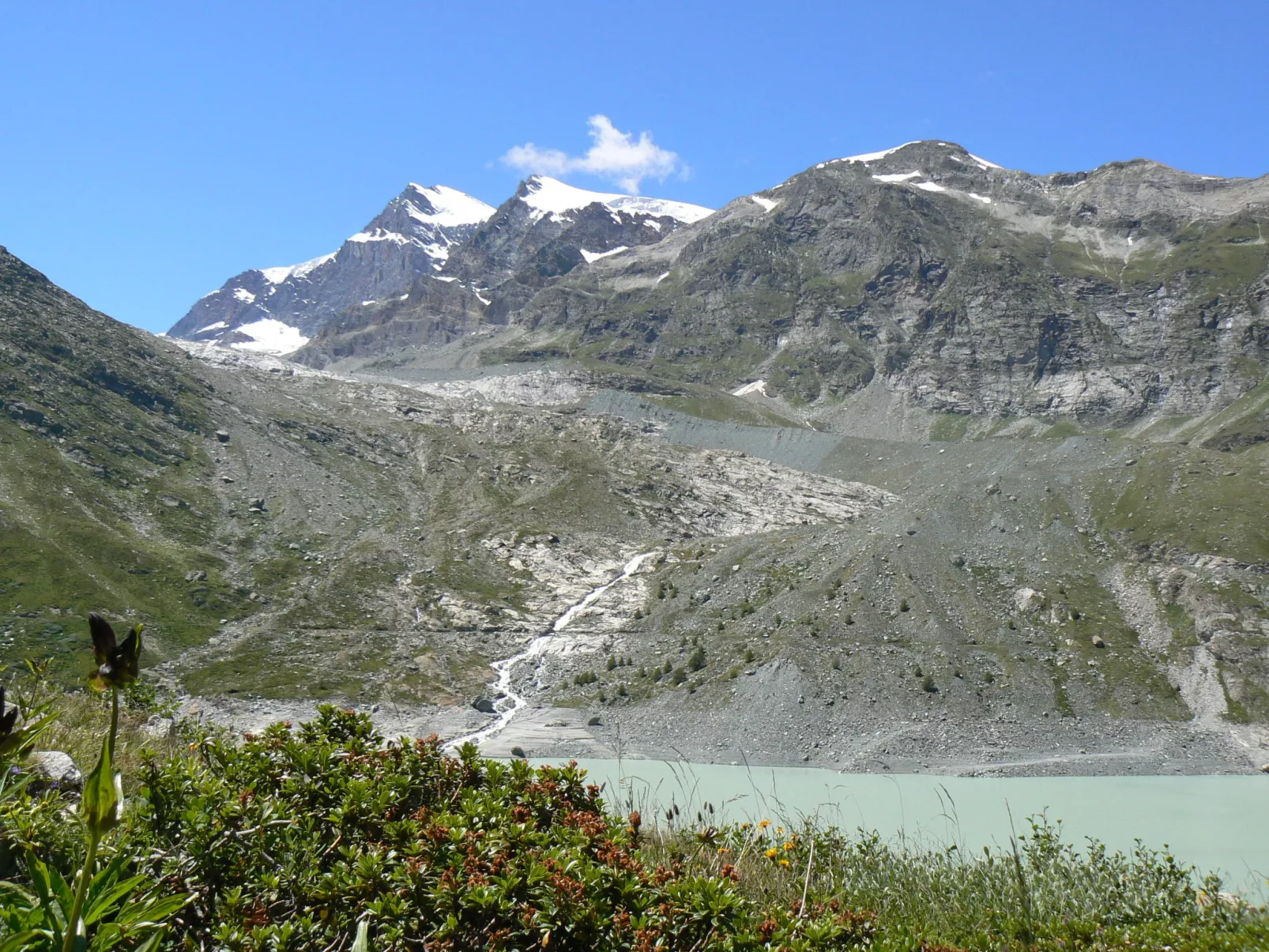 Alpenstern Distel-Buiten