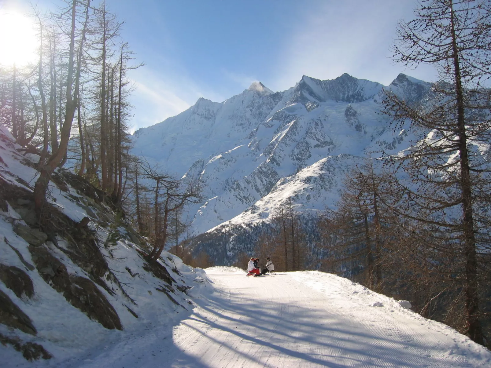 Alpenstern Distel-Buiten