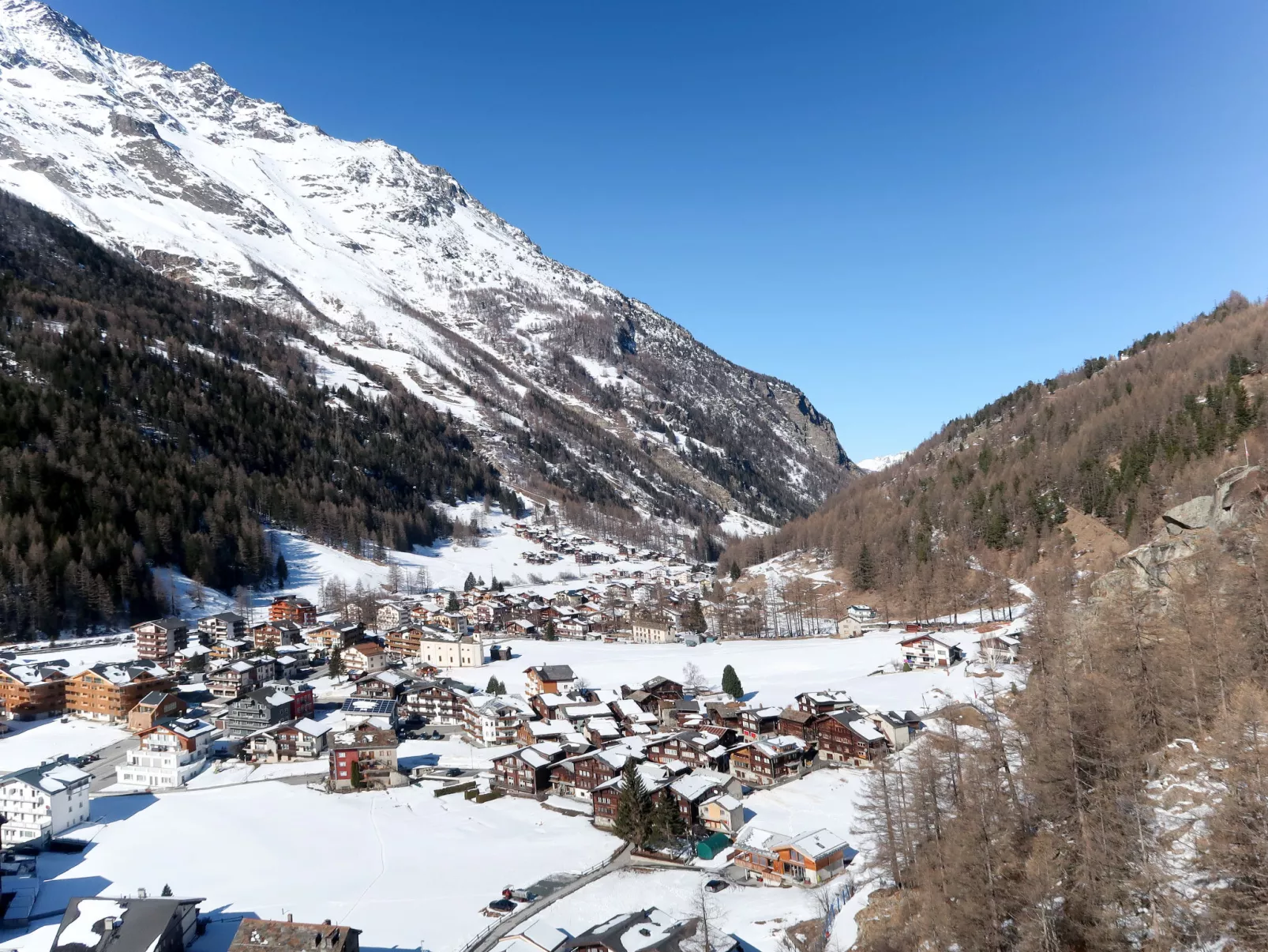 Alpenstern Distel-Omgeving