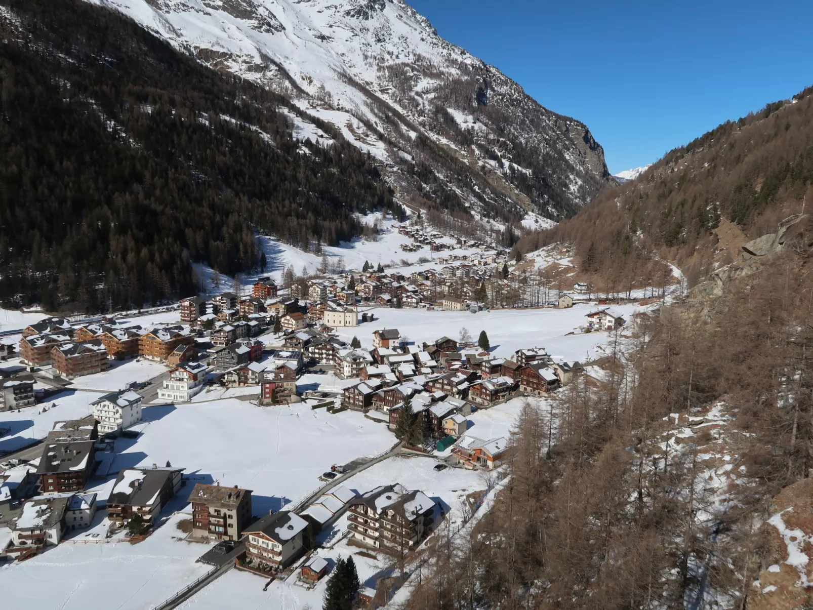 Alpenstern Distel-Omgeving