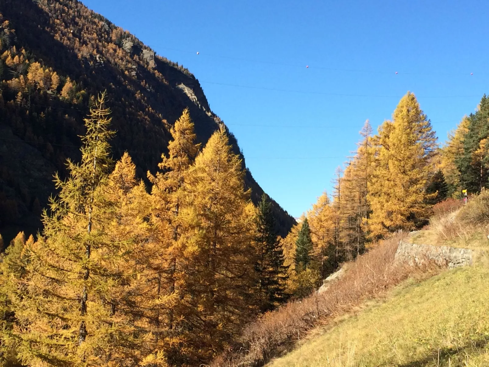 Alpenstern Trift-Buiten