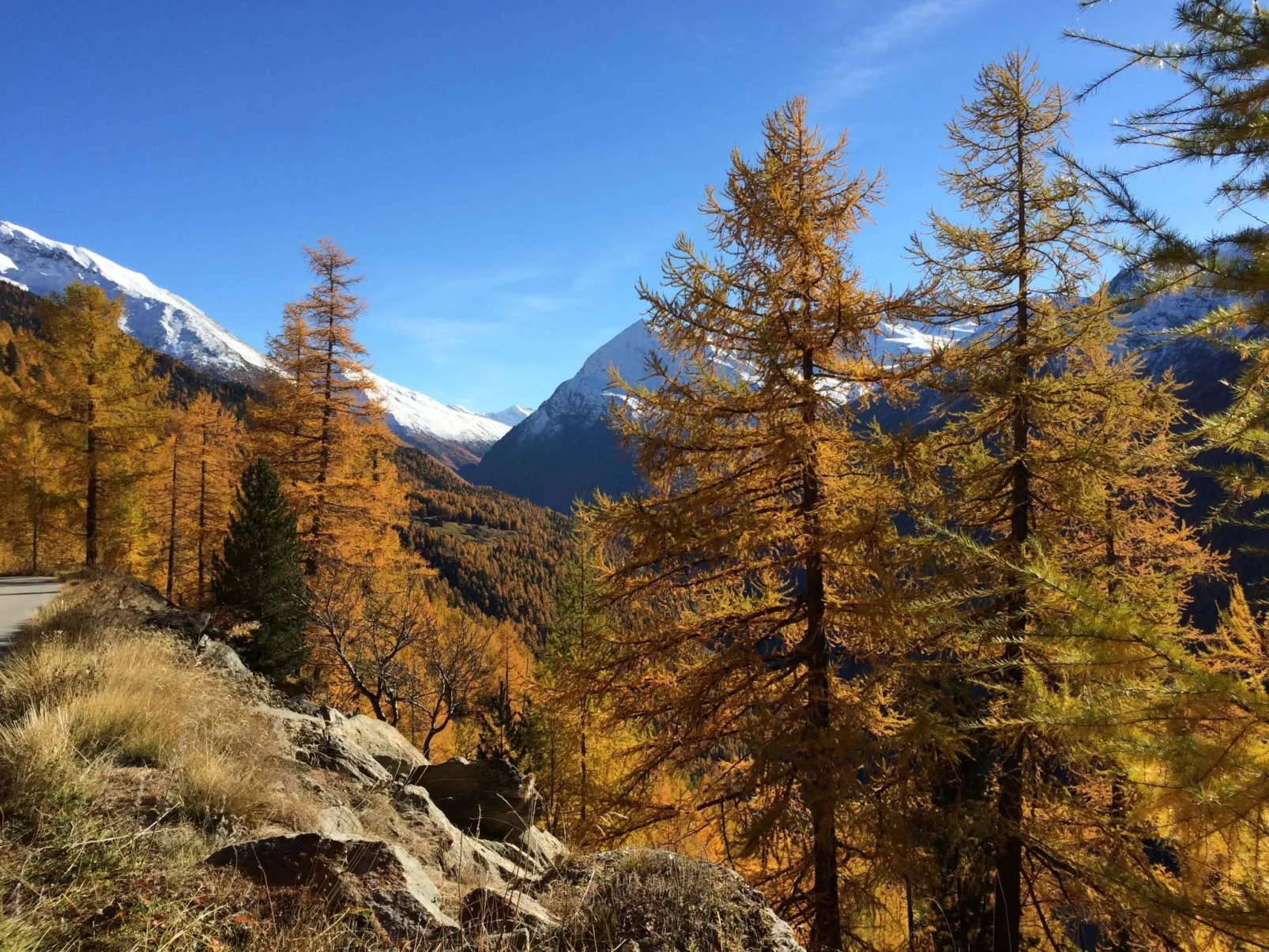 Alpenstern Aelpi-Buiten