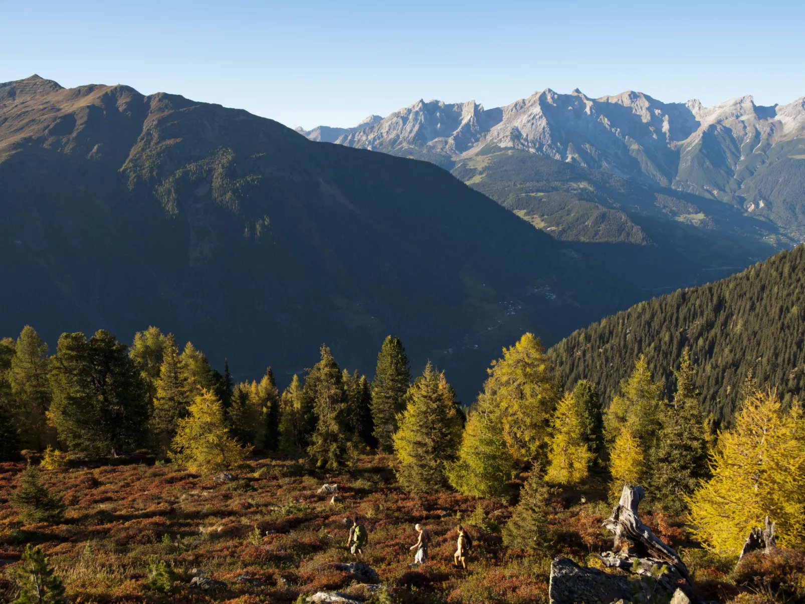 Alpenrose-Omgeving