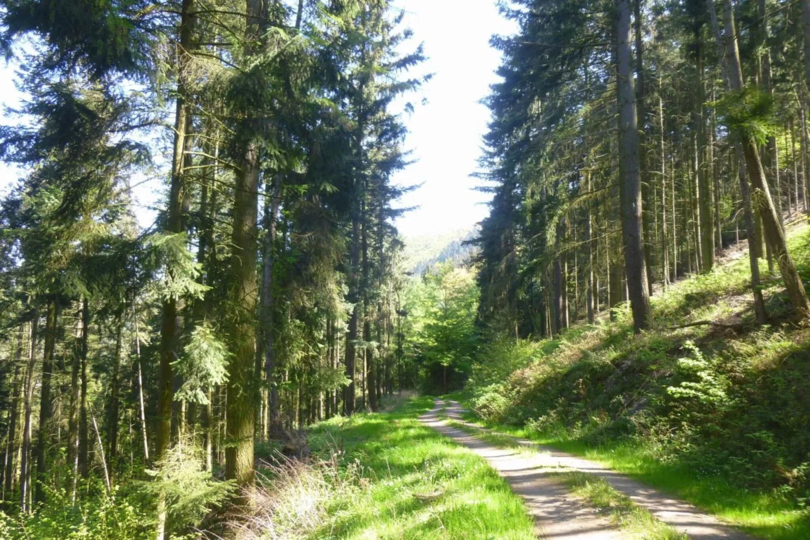 64626-Gebieden zomer 5km