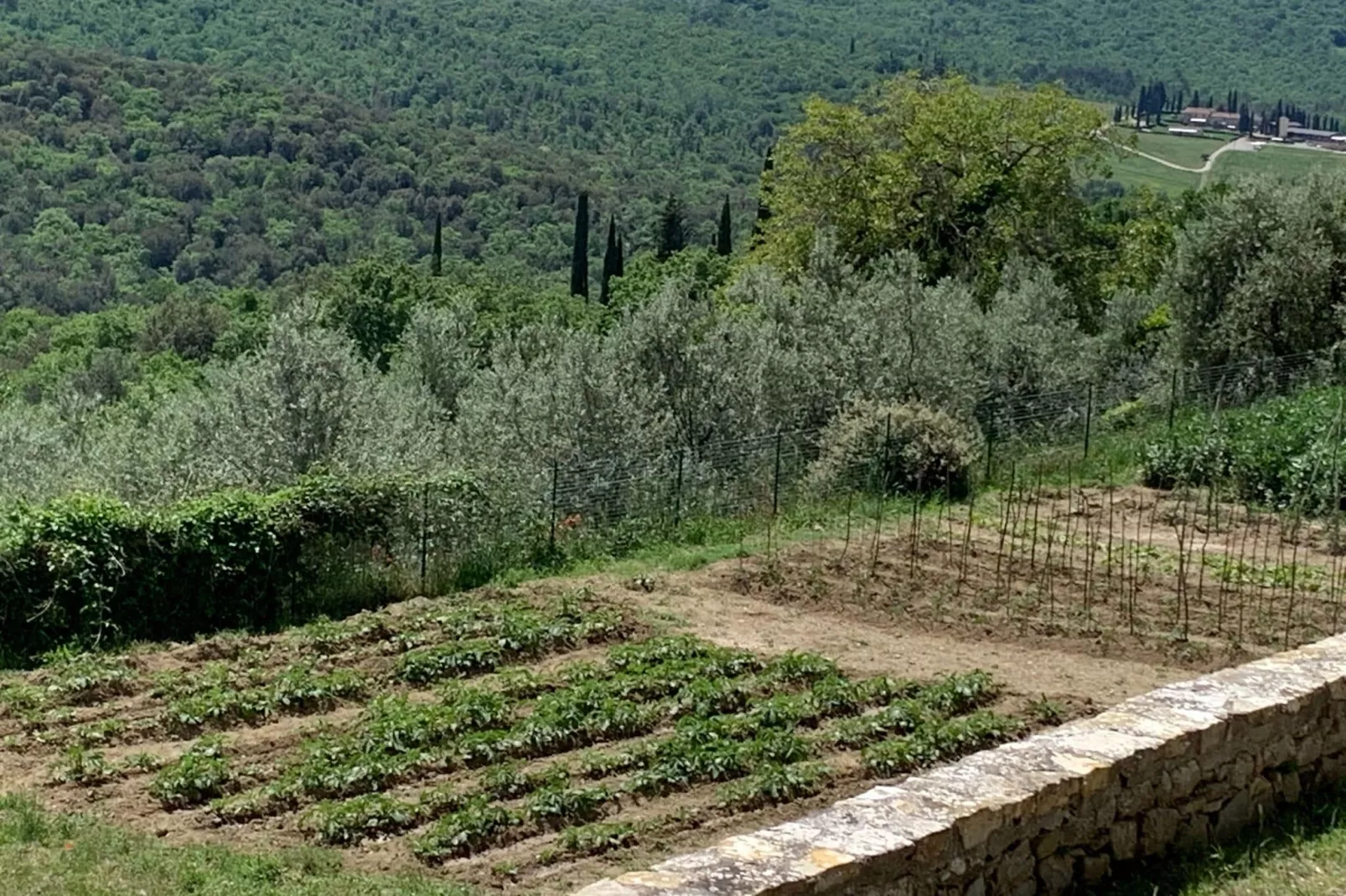 Ginestra-Gebieden zomer 1km