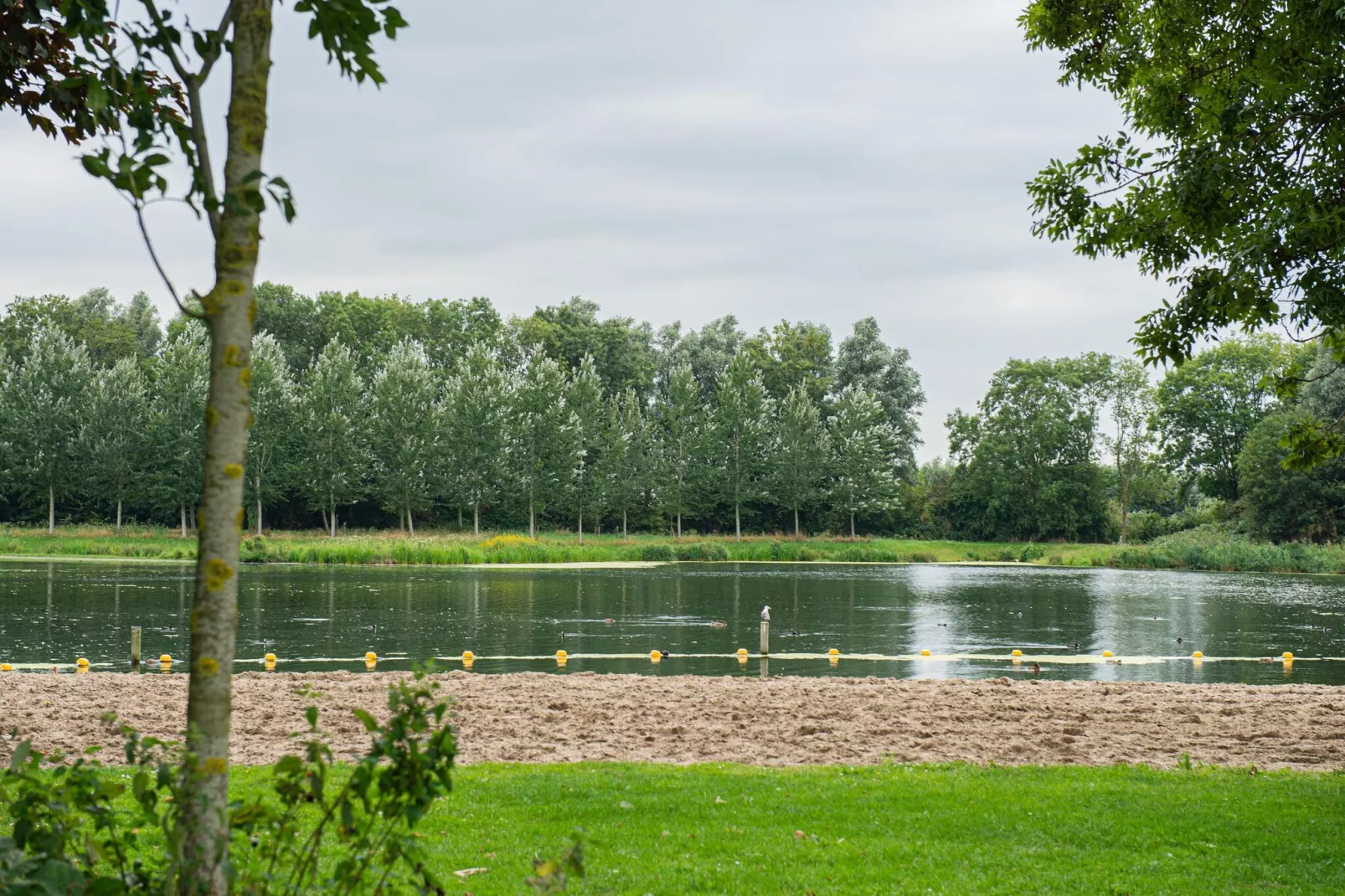 Kuifduiker 124-Gebieden zomer 1km