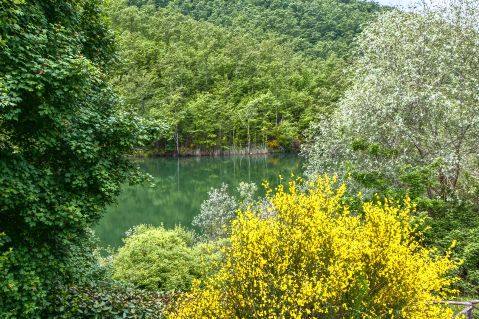 Liscino-Gebieden zomer 1km