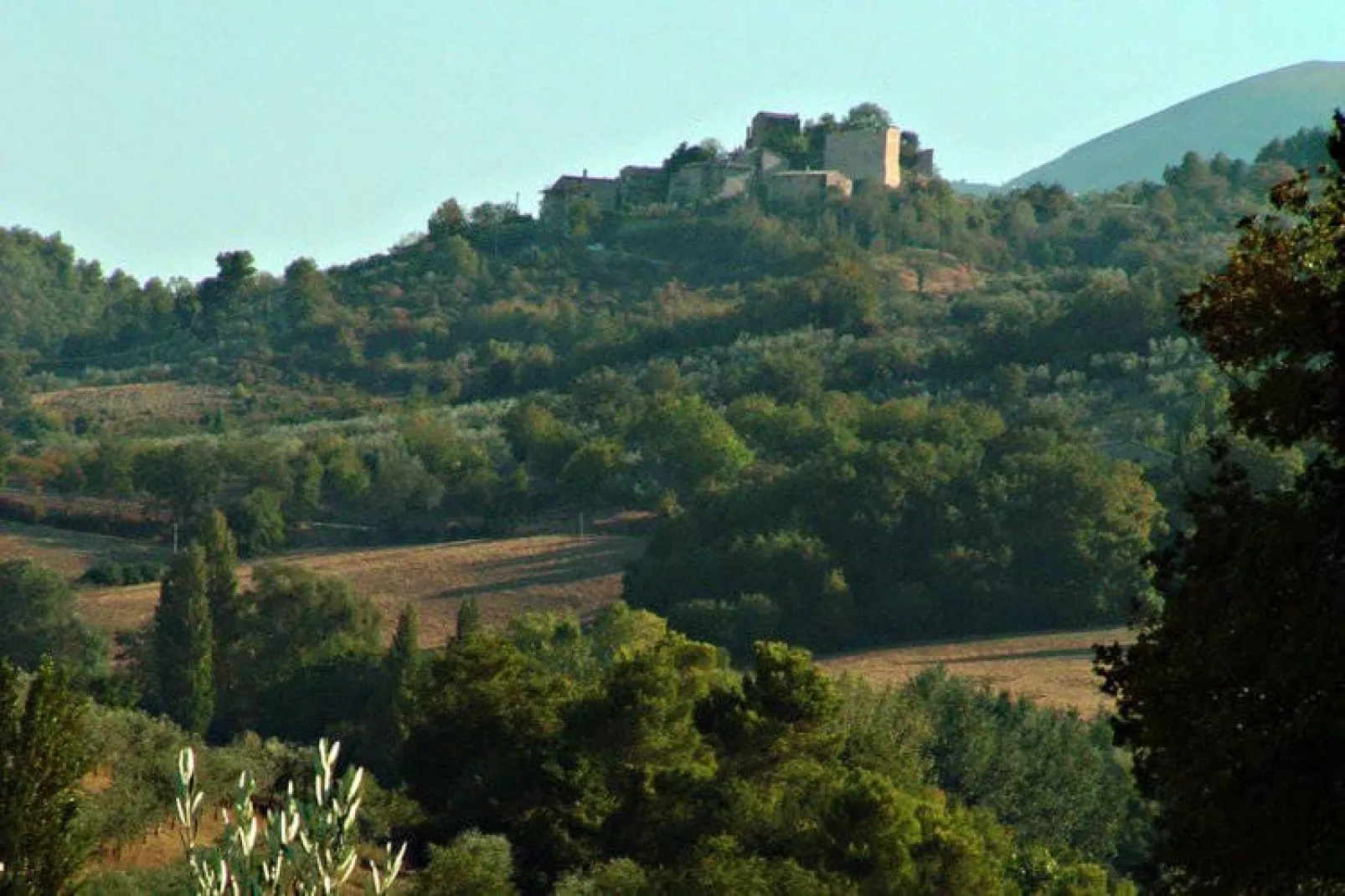 Sangiovese-Gebieden zomer 1km